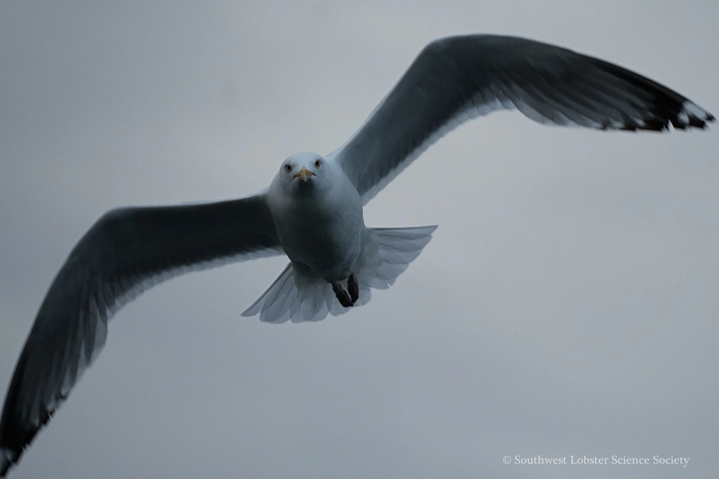 Seagull_2.jpg