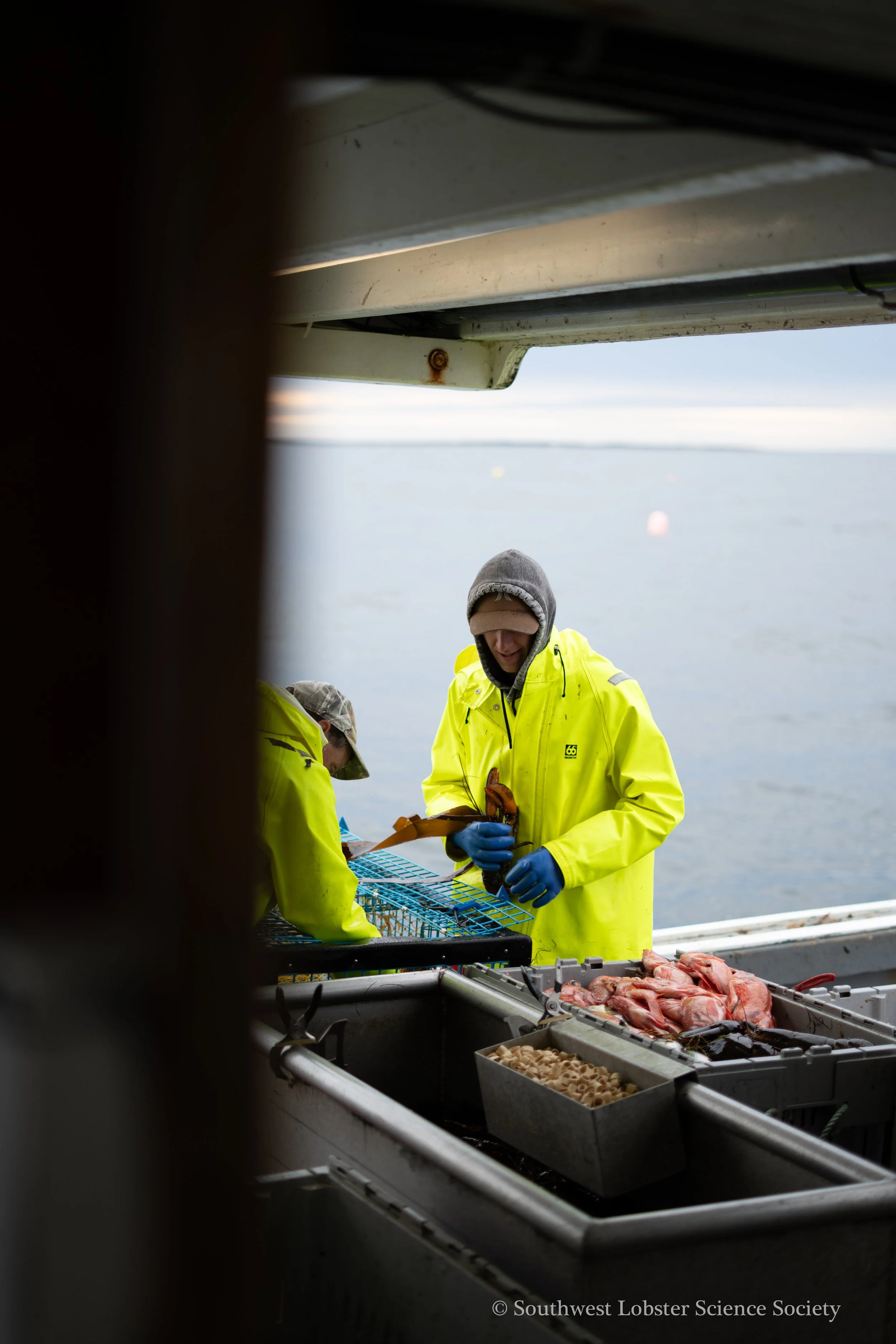 Sorting_Lobsters_1.jpg
