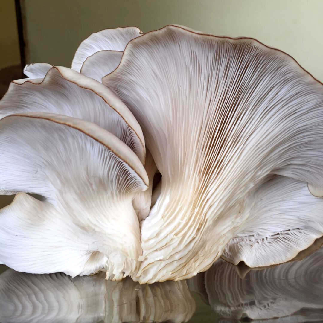 Mushroom farming supporting food security and sustainable income generation in Tanzania