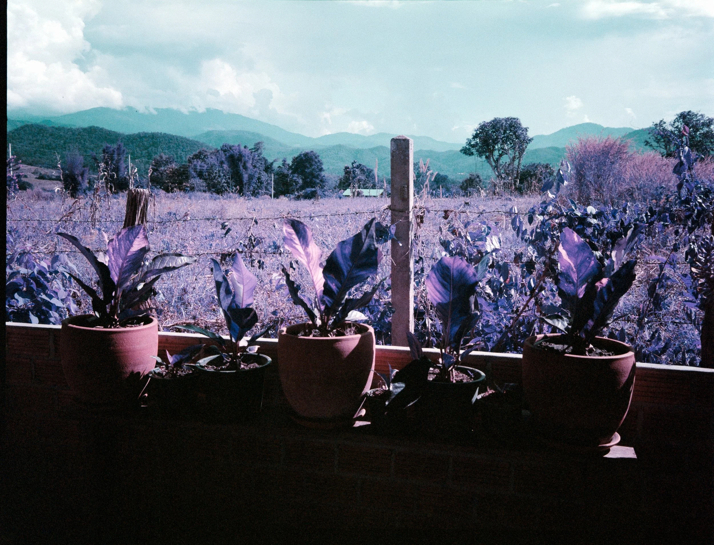PAI PURPLE PLANTS .jpg