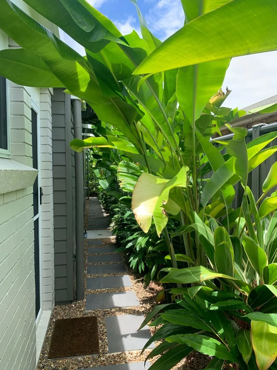 Best Privacy Screen Plants _ Plants For Protecting Privacy – GYRS