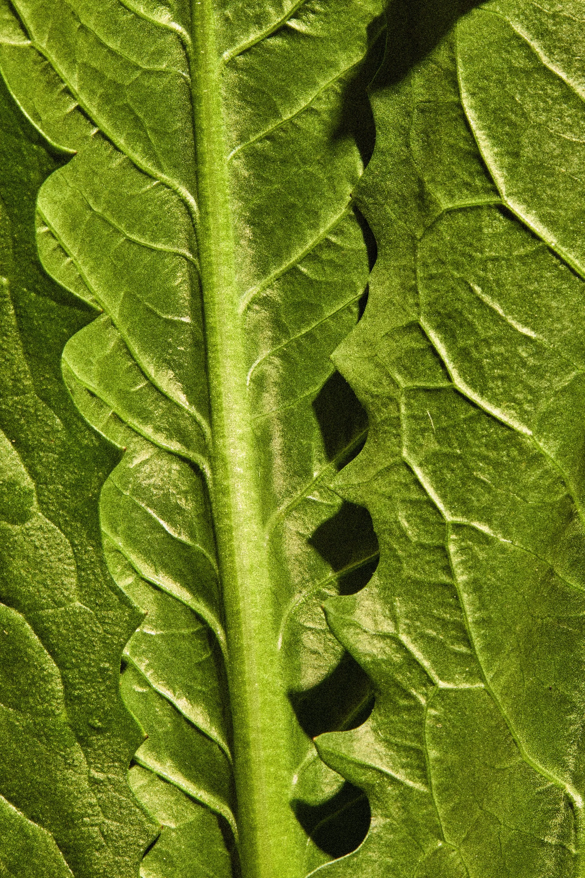 WP_VM_Arugula_WorldBuilding_MacroFood_01_2x3_Web.jpg