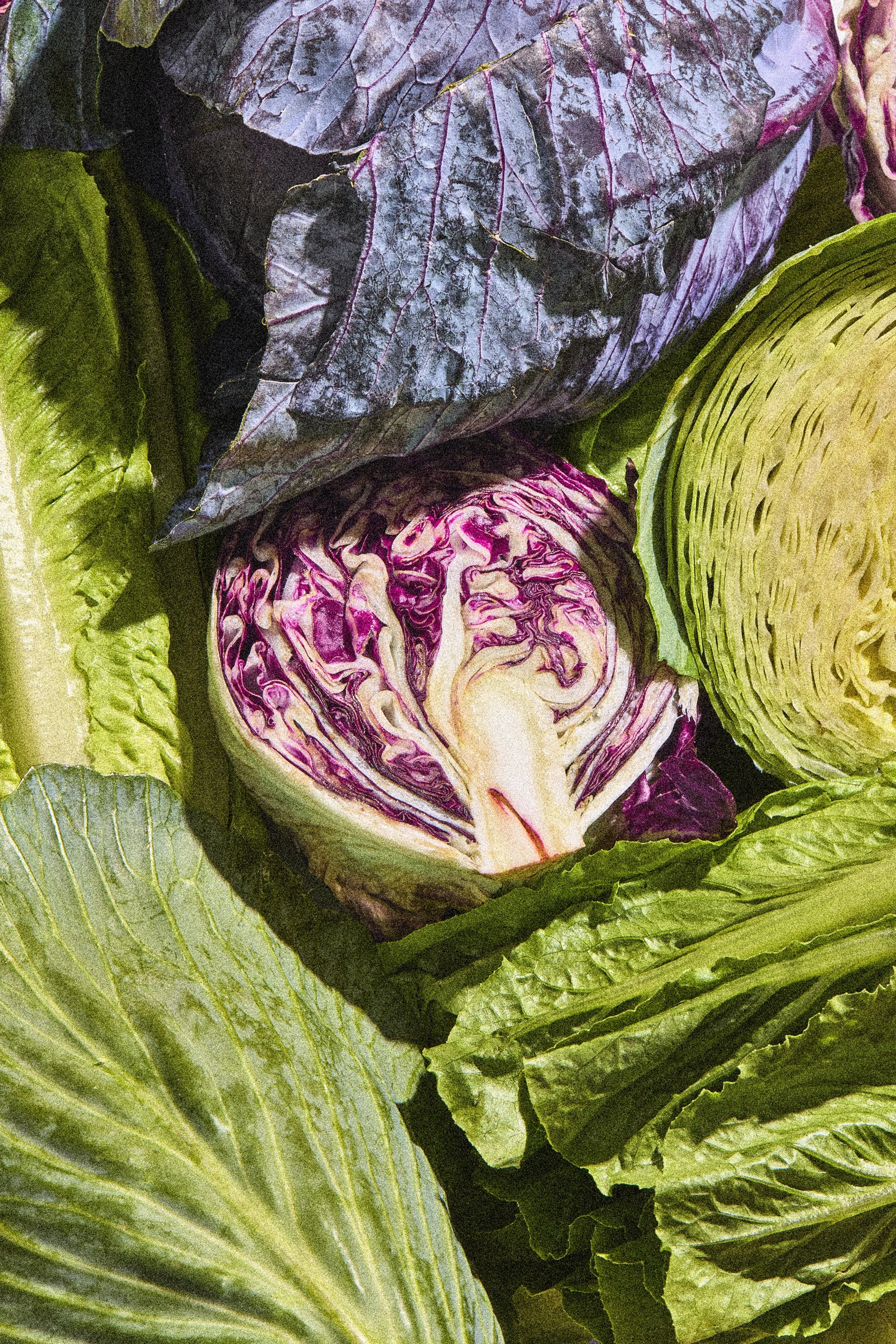 WP_VM_Cabbage_WorldBuilding_MacroFood_02_2x3_Web.jpg