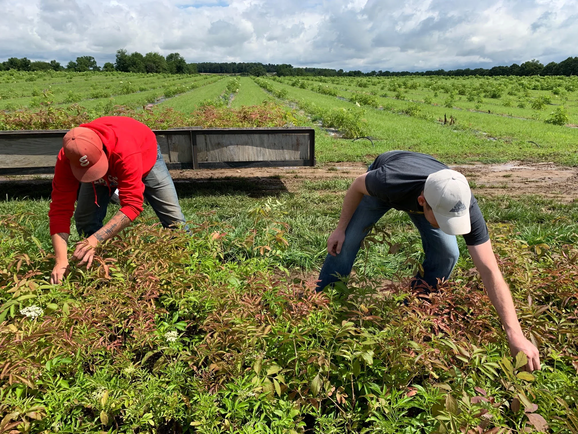 Working-In-Elderberry-Fields.jpg