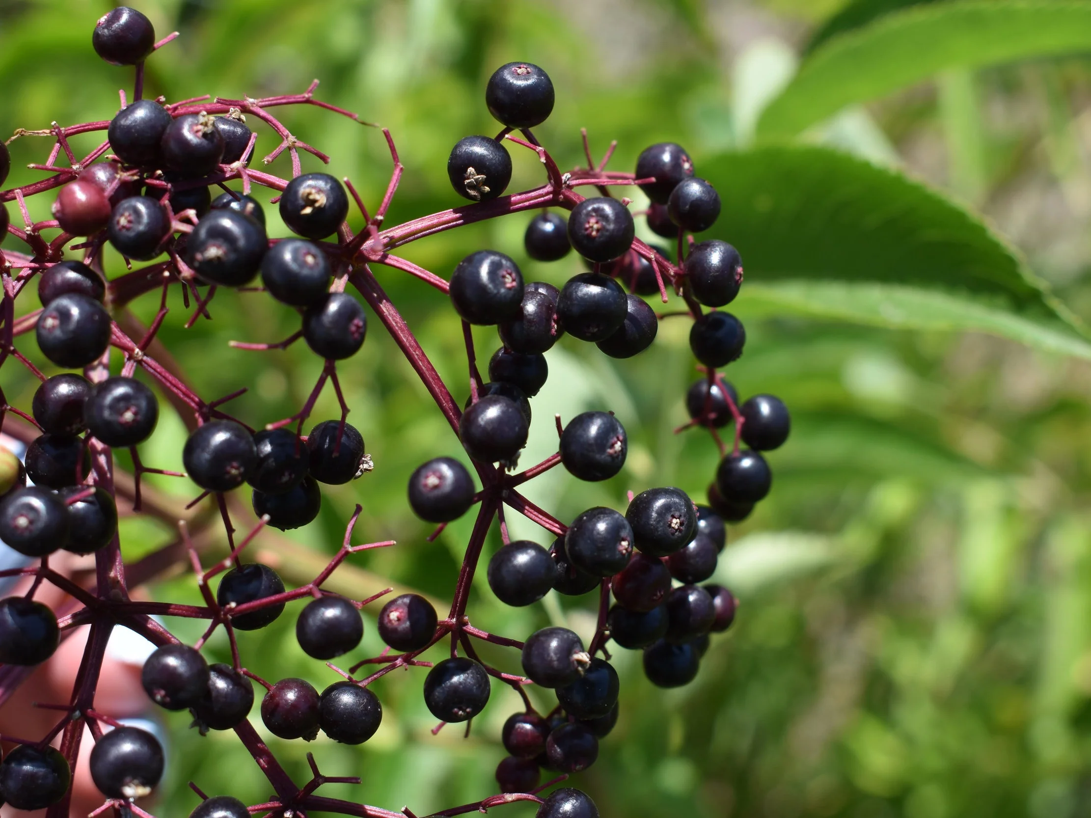 elderberry-4.jpg