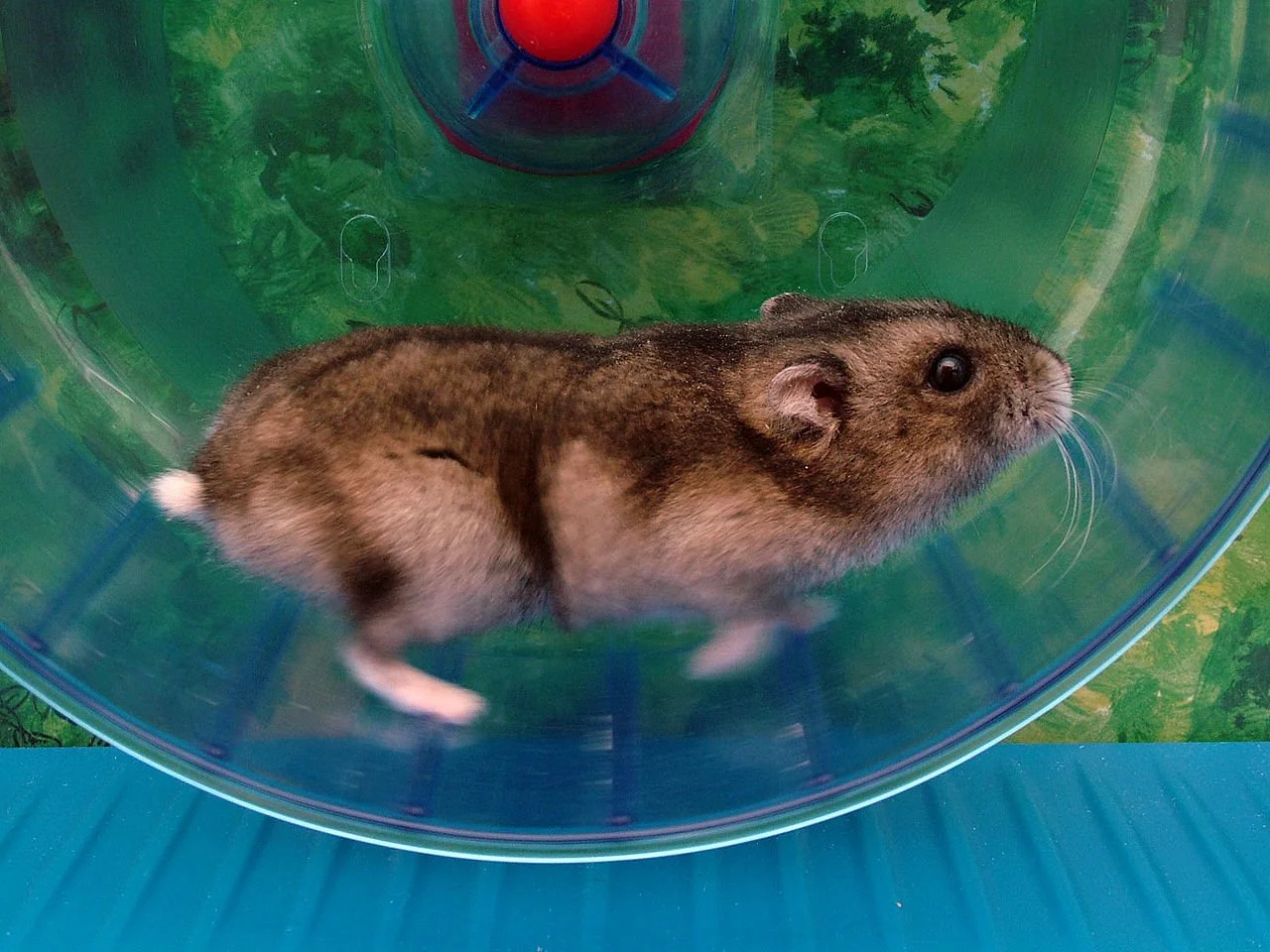 Hamster wheel.jpg