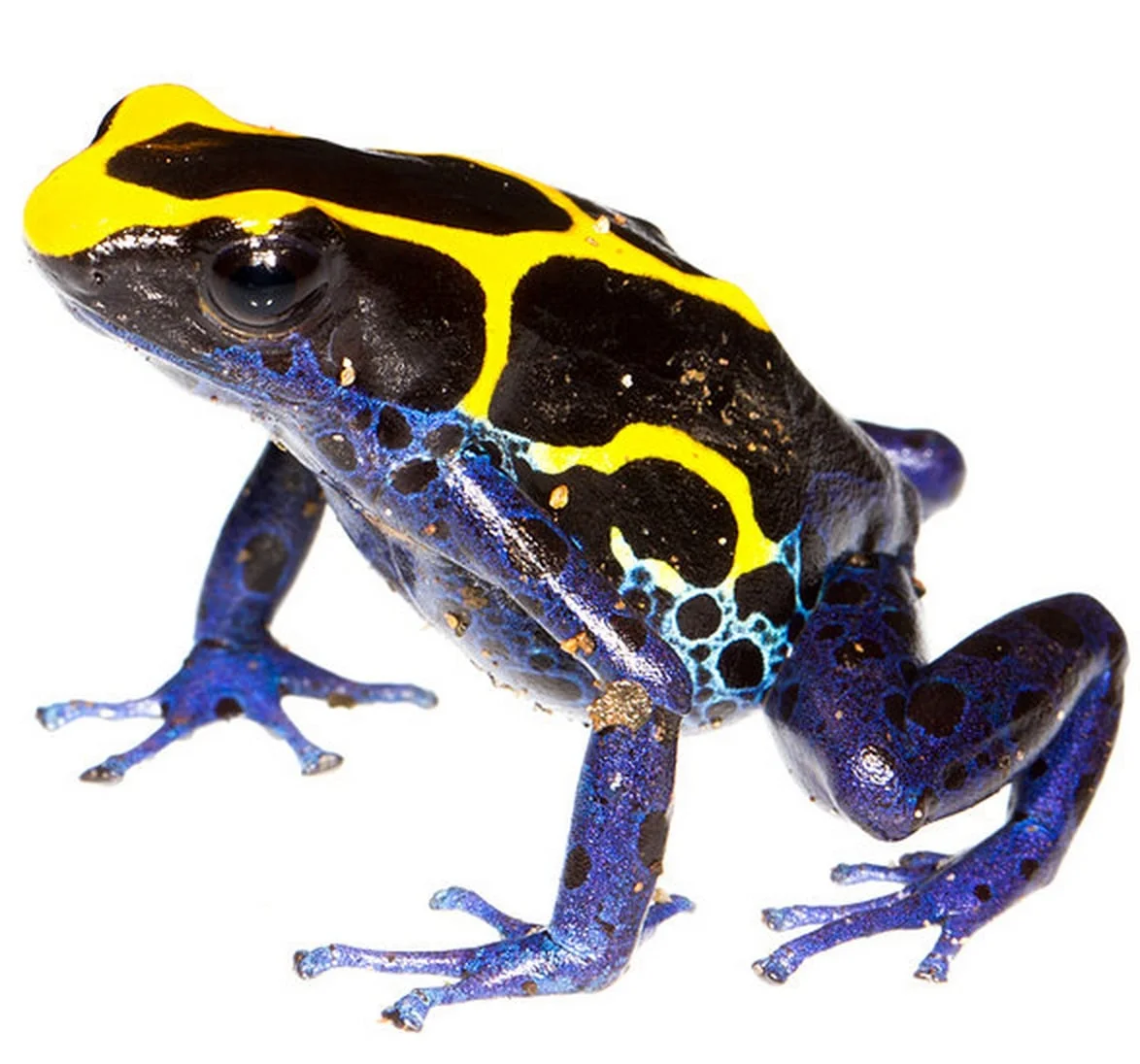 Yellow type of the Dyeing Poison-Frog, Dendrobates tinctorius. Image by J.P. Lawrence.