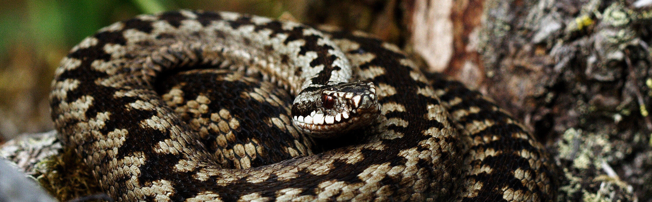 The european viper uses cloak-and-dazzle to escape predators 