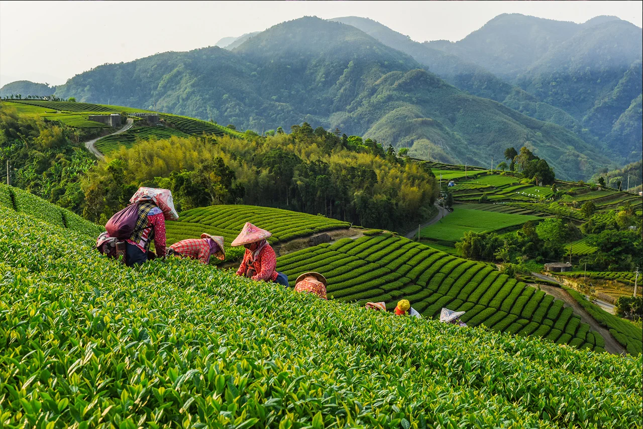 2-2-1_tea_garden.jpg