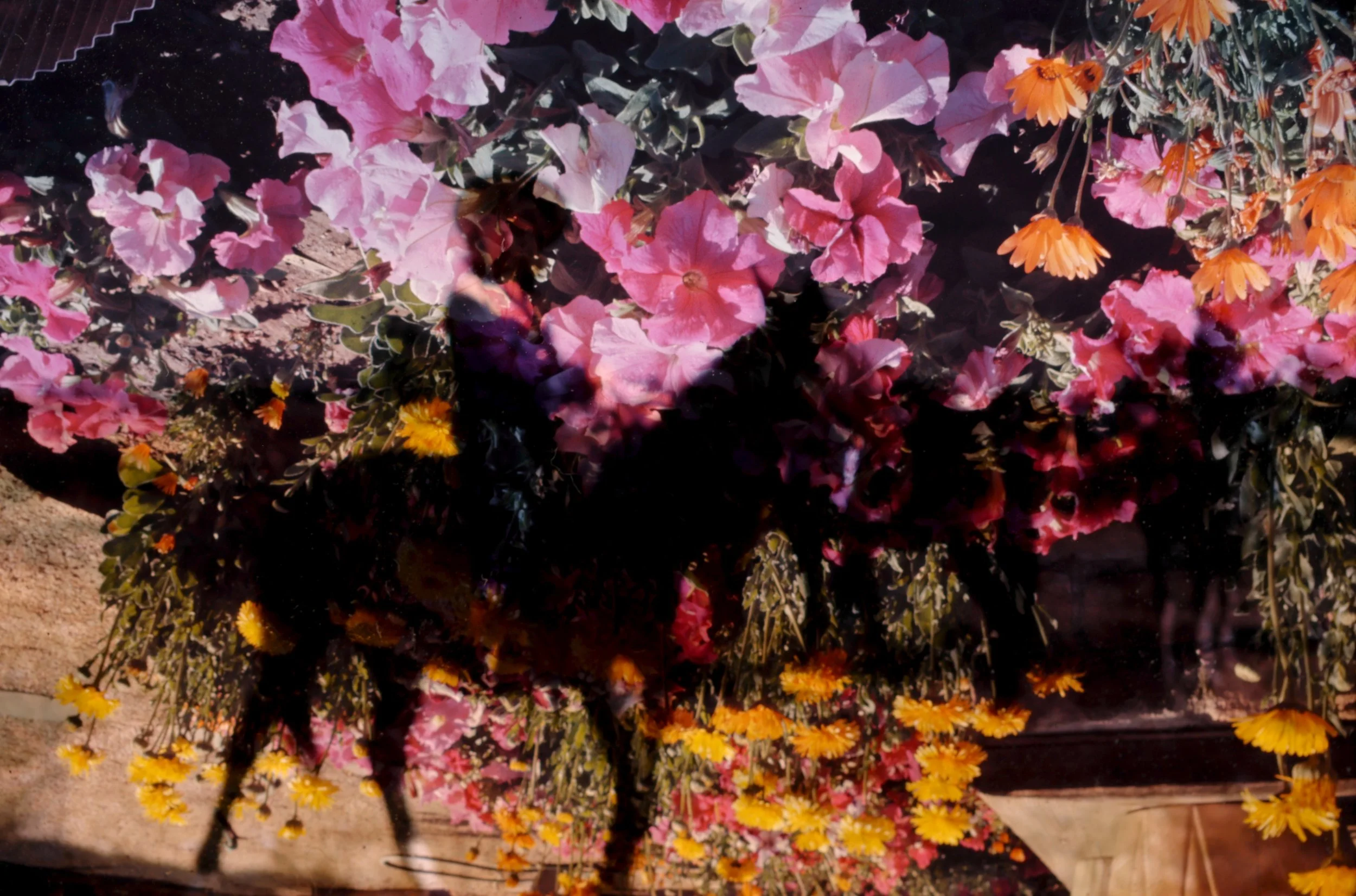 7L_Horse flowers.jpg