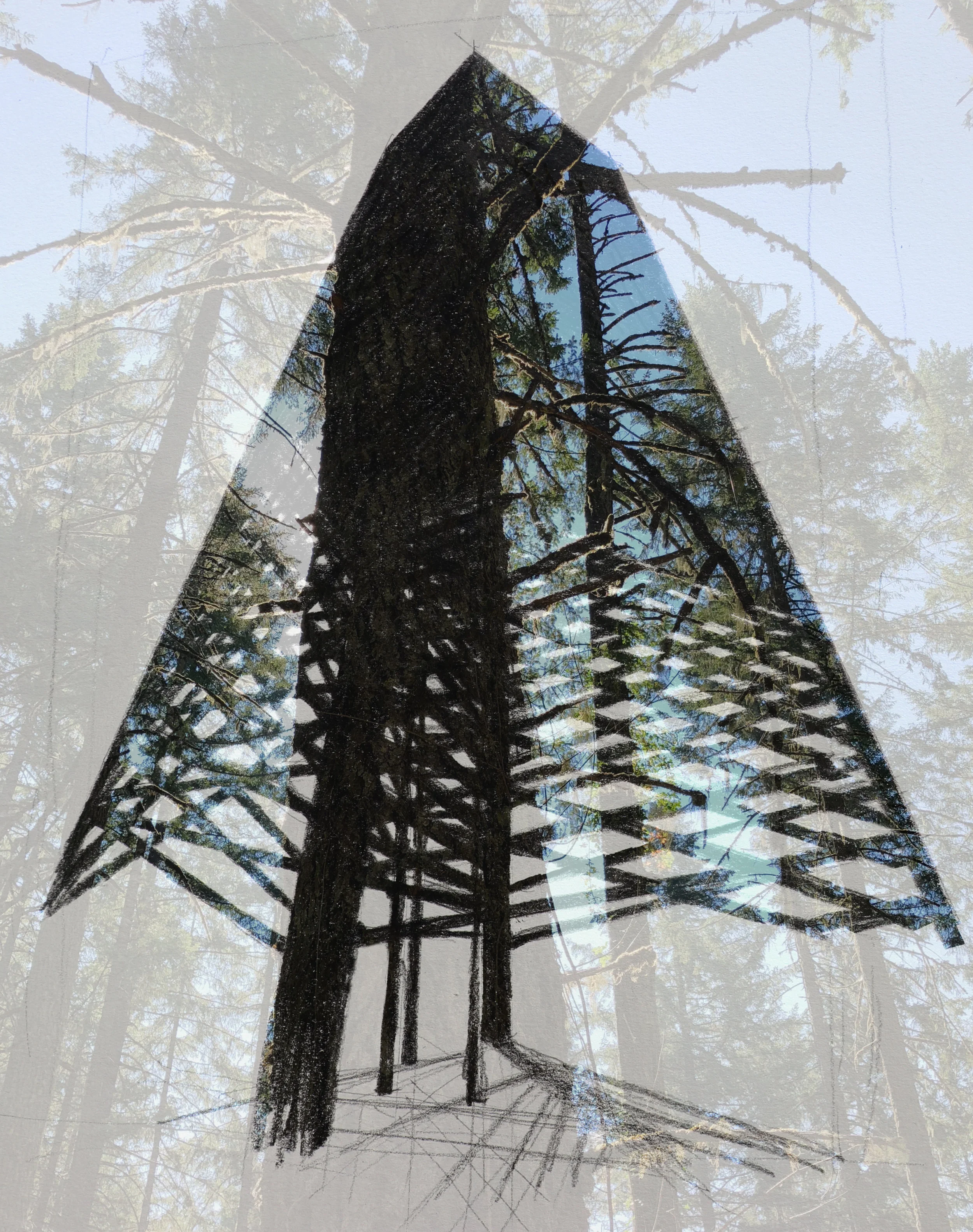 Comp big tree.jpg