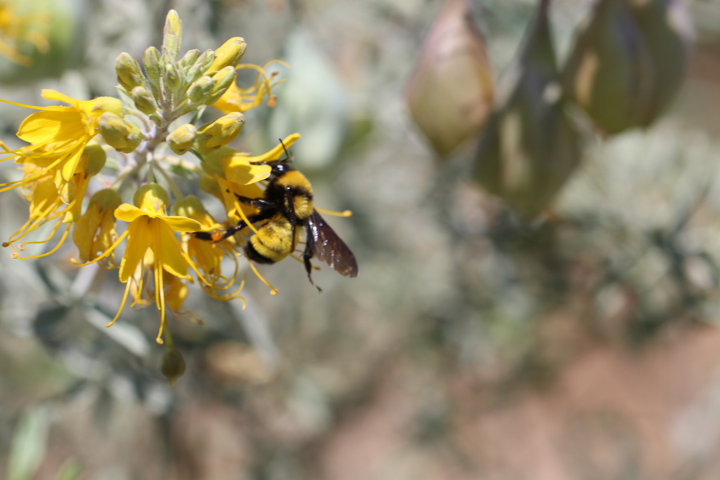 Bumble Bee on Bladderpod, 2018 