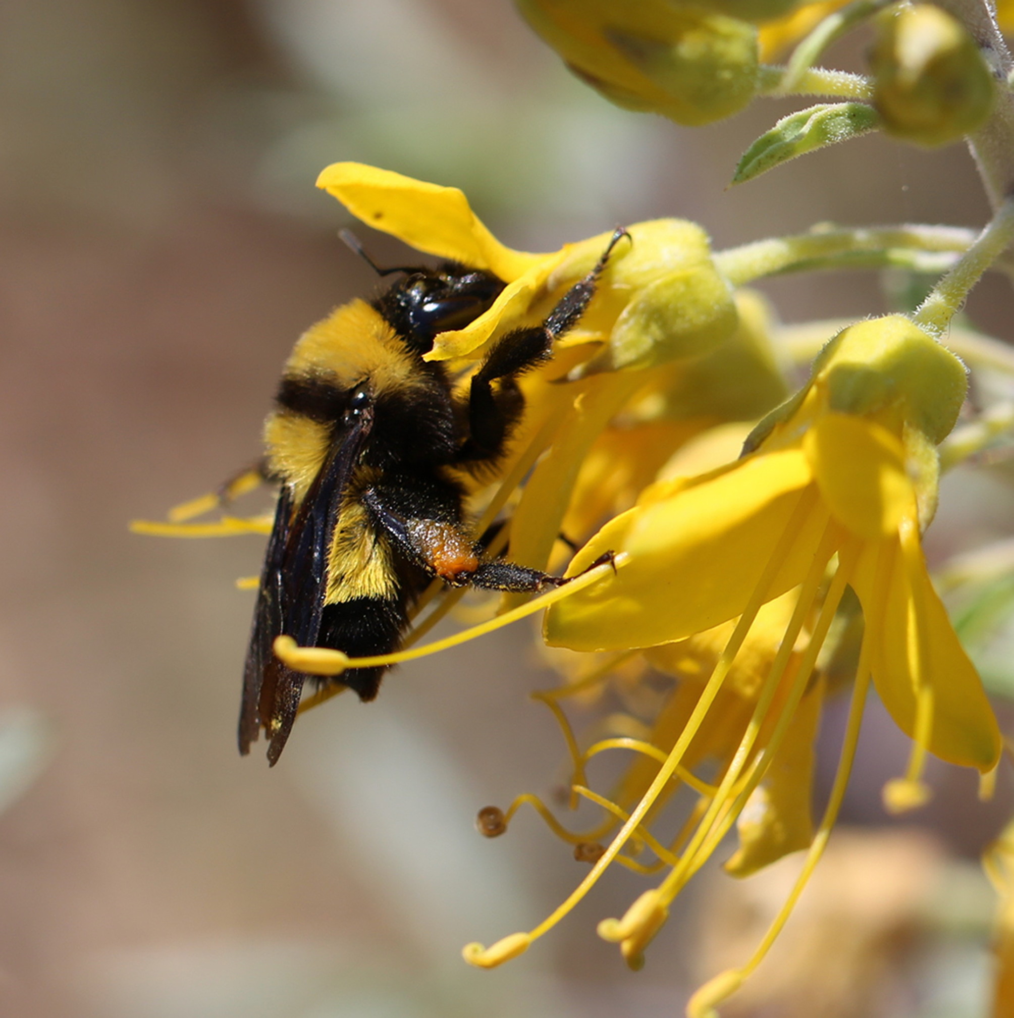 Bumble Bee in Bladderpod, 2018