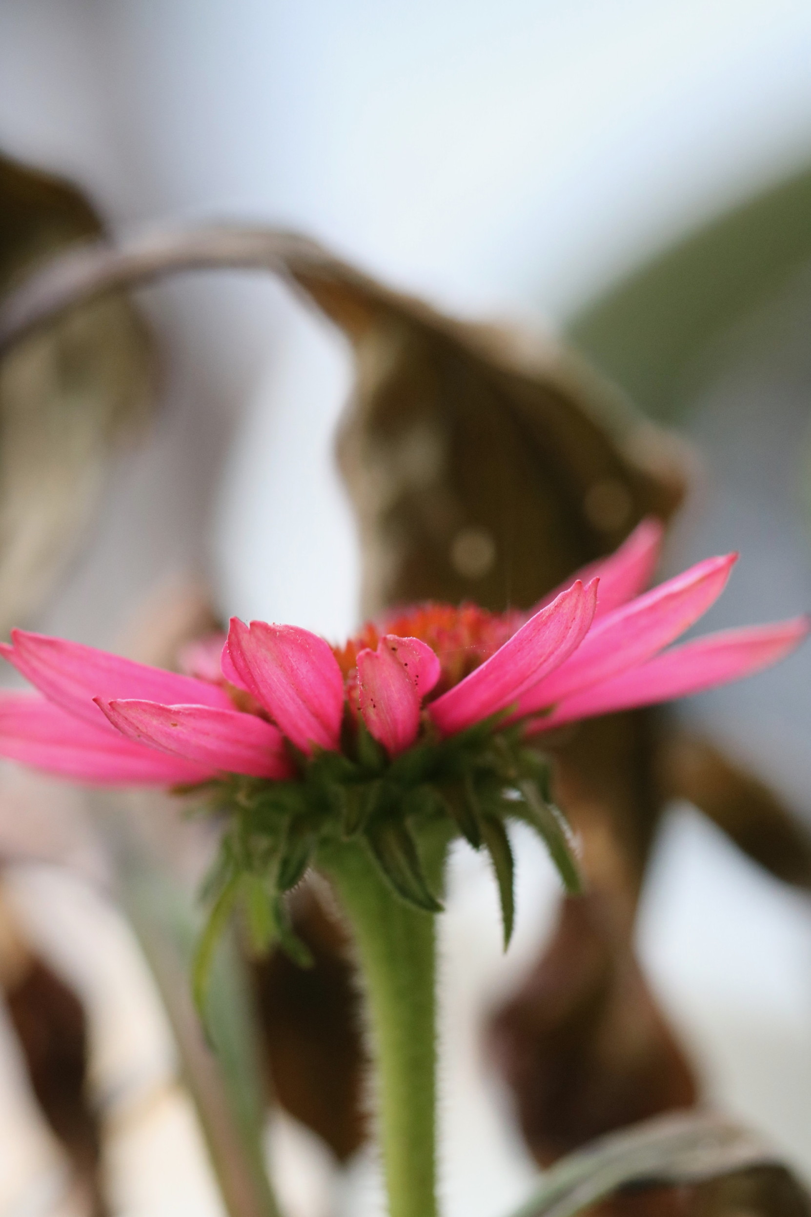 Echinacea Flower, 2018
