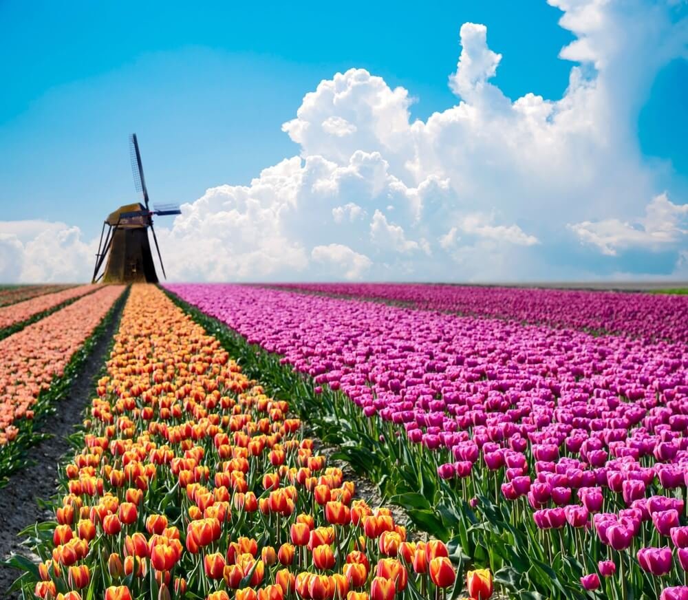 What-Is-the-Netherlands-Known-For-Tulips.jpg