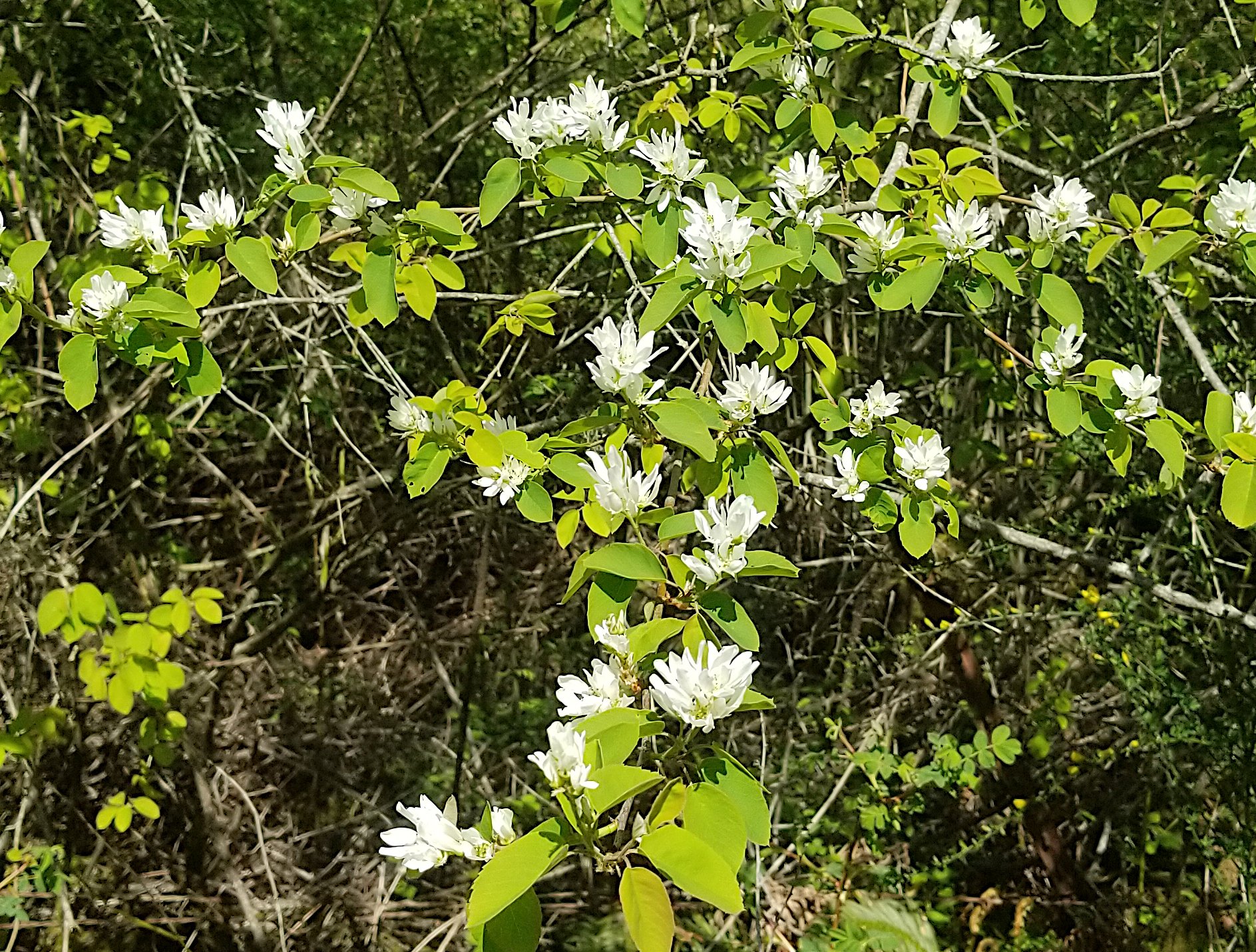 Amelanchier.jpg