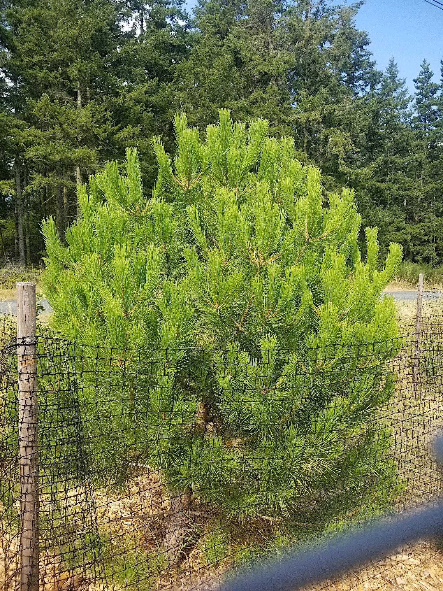 Pinus pinea 3.jpg