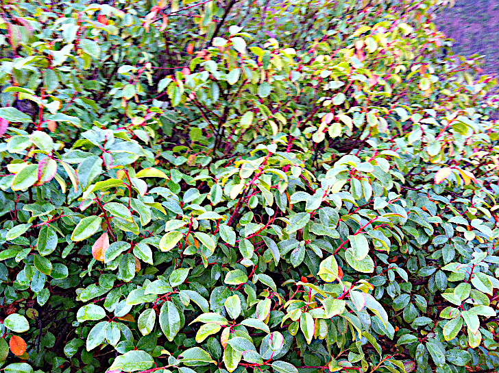 Illinios  R. coffeeberry.png