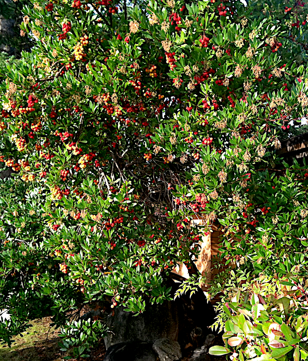 arbutus unedo / strawberry tree — ecotone plants llc