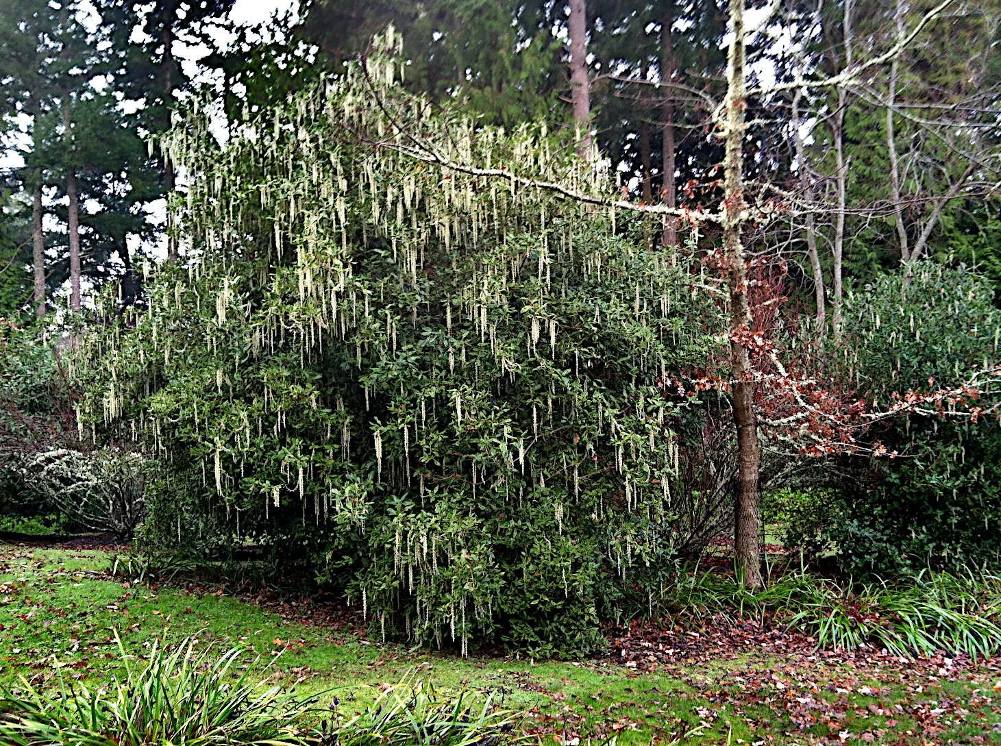 garrya elliptica.3.JPG