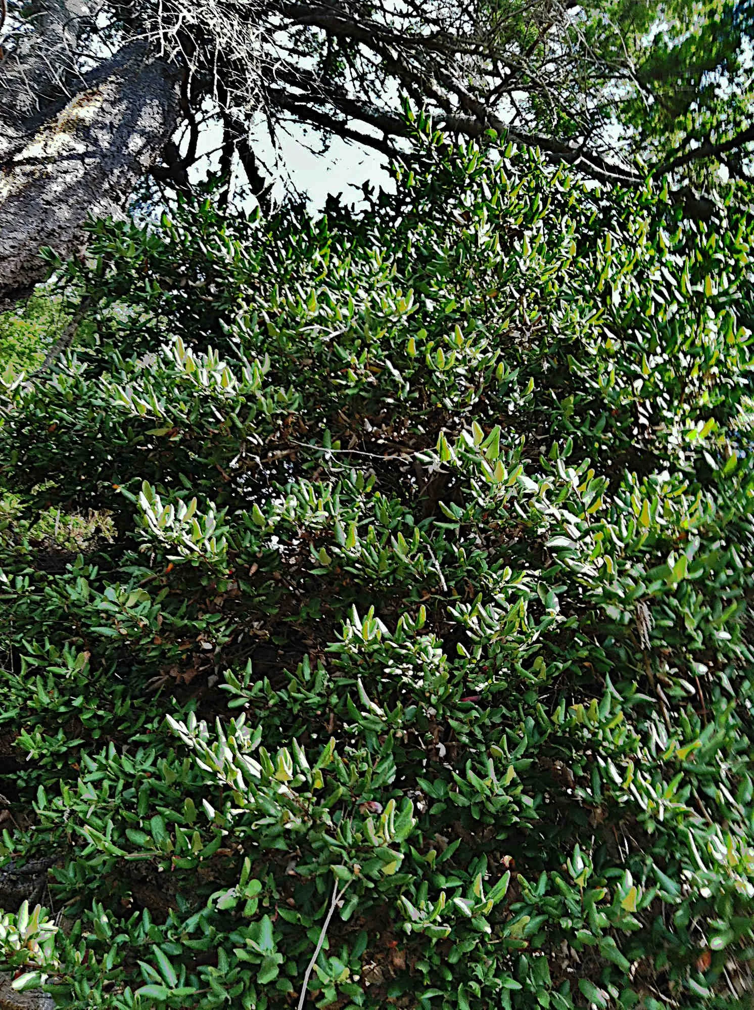 Garrya elliptica.JPG