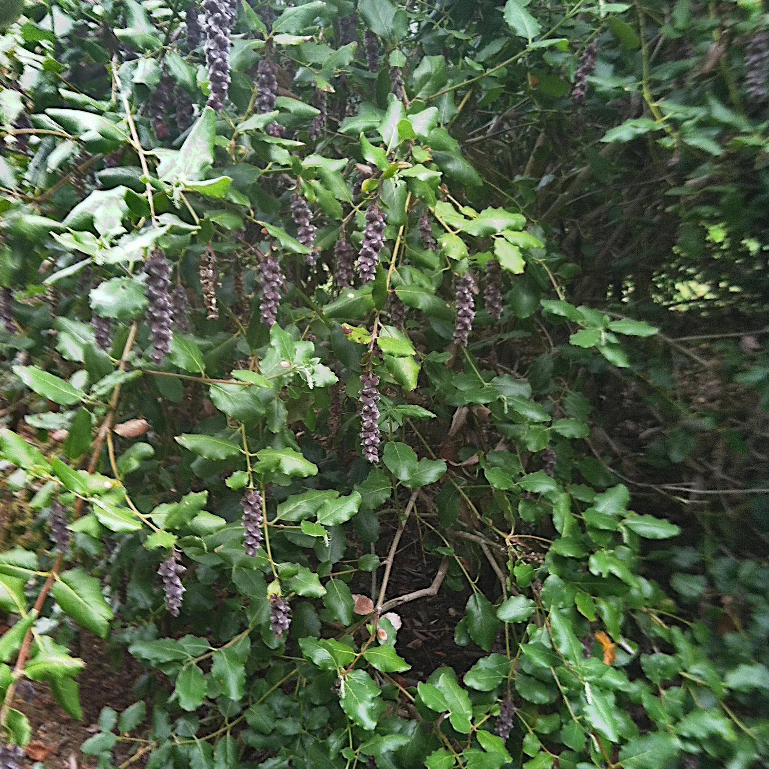 Garrya elliptica.4.JPG