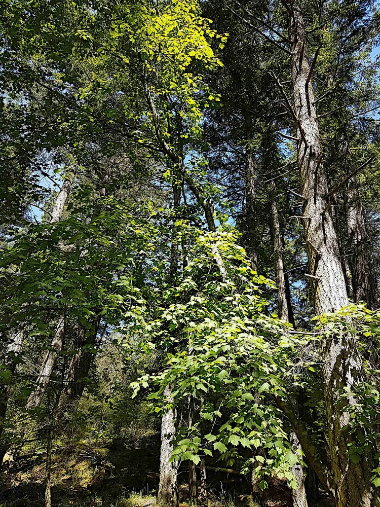 Rocky Mountain Maple (Acer glabrum) 11 Acer glabrum / Douglas Maple