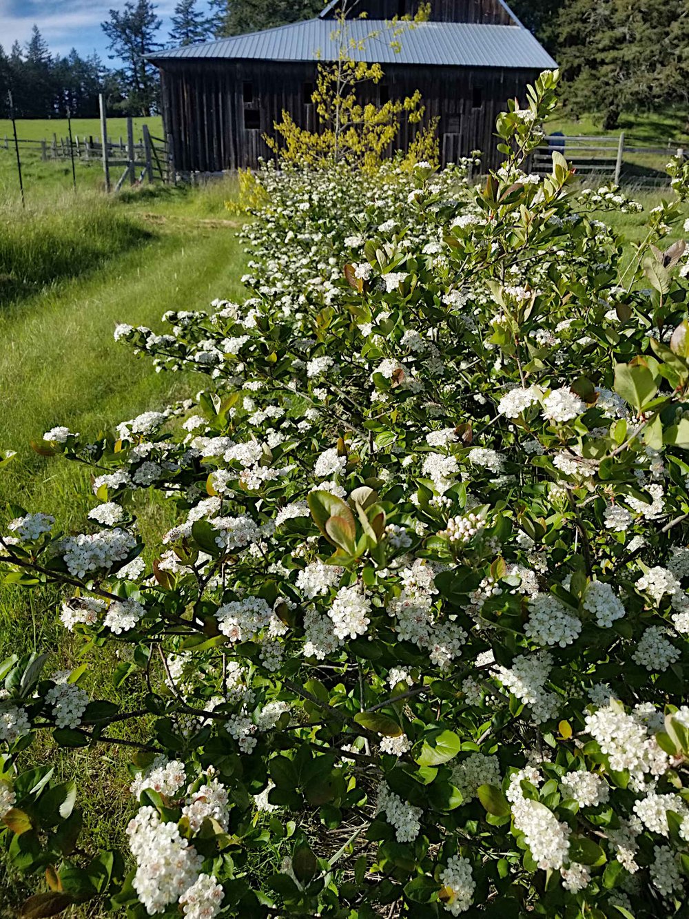 aronia melanocarpa / chokeberry — ecotone plants llc