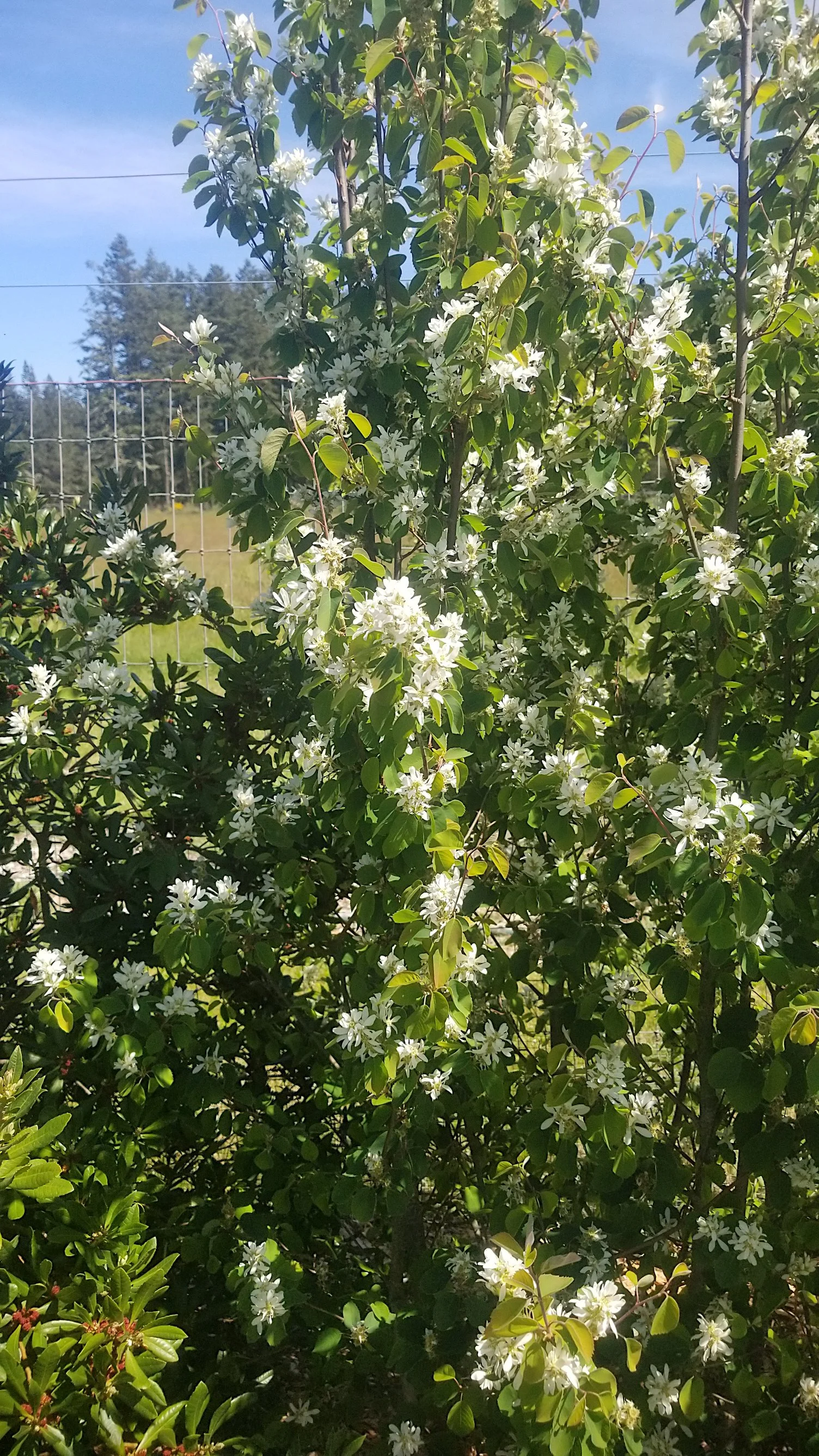 Amelanchier 2 .jpg