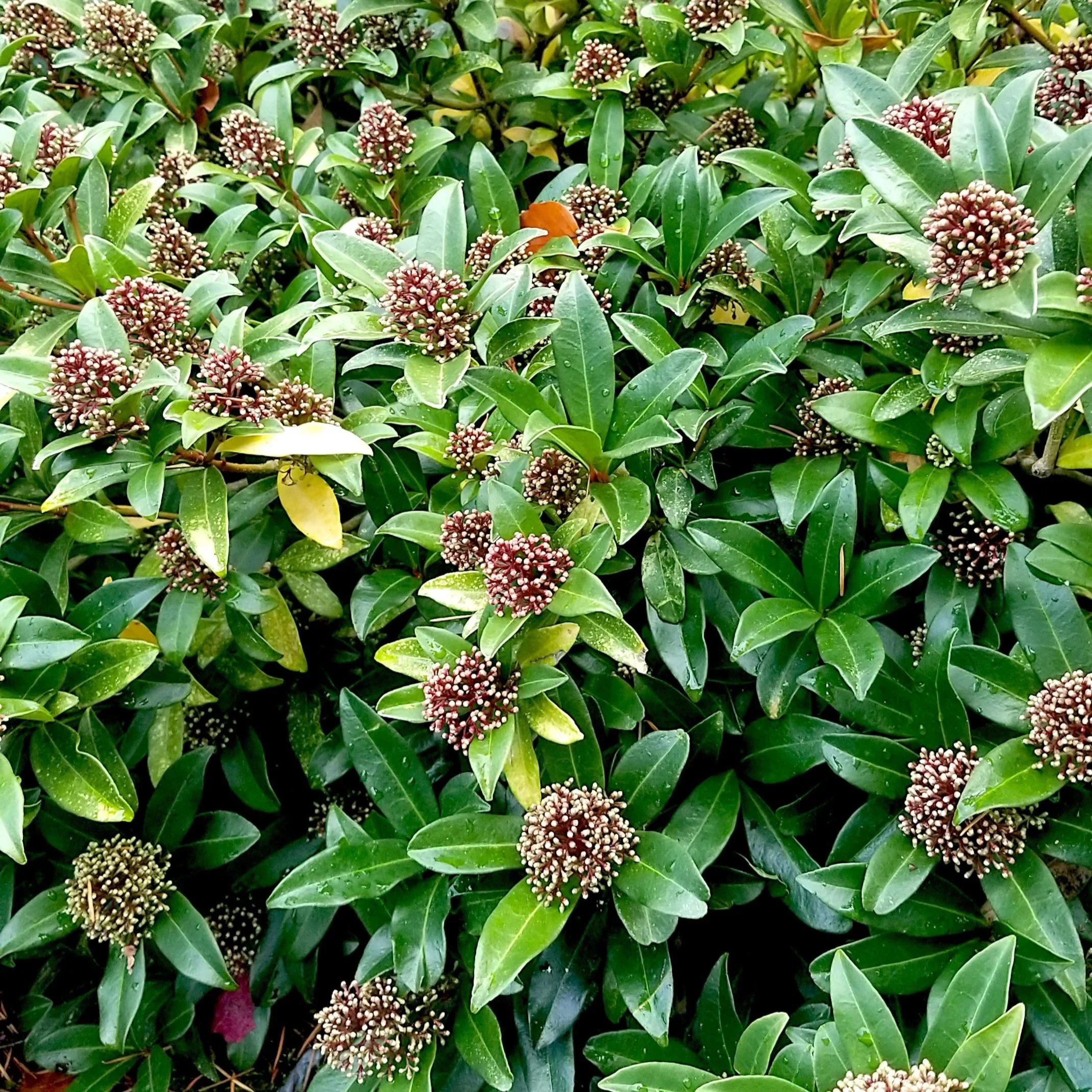 Skimmia+japonica-male.jpg