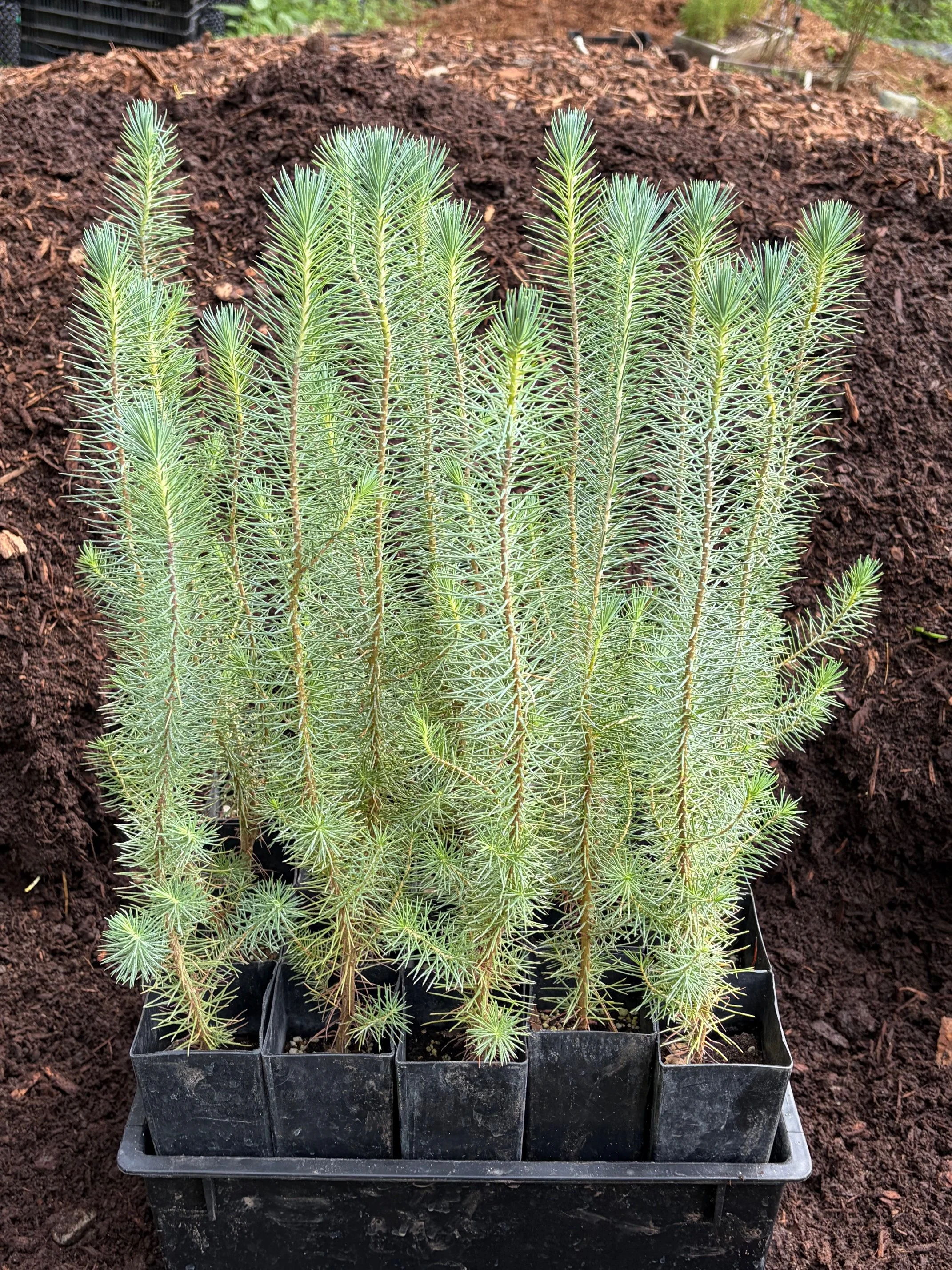 Pinus pinea.jpeg