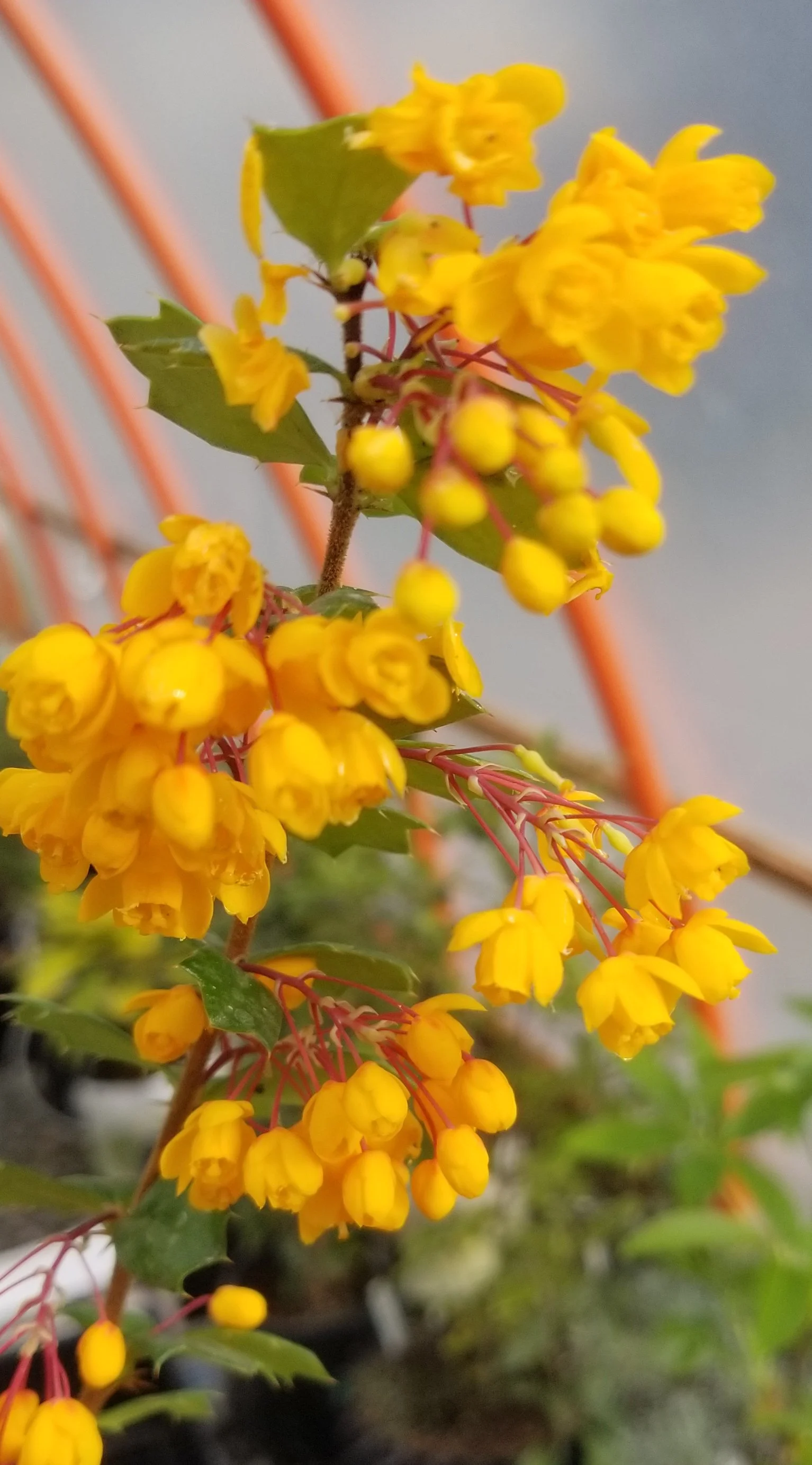 berberis darwinii.jpg