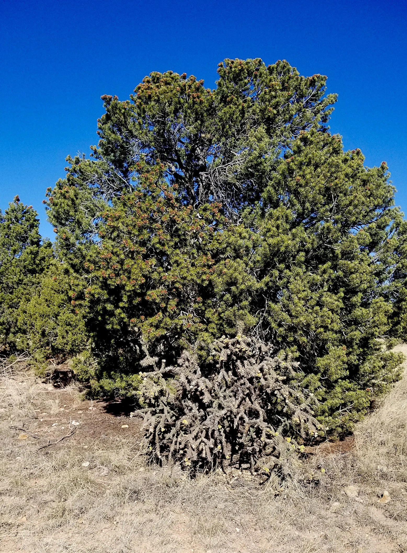 Pinus edulis.jpg