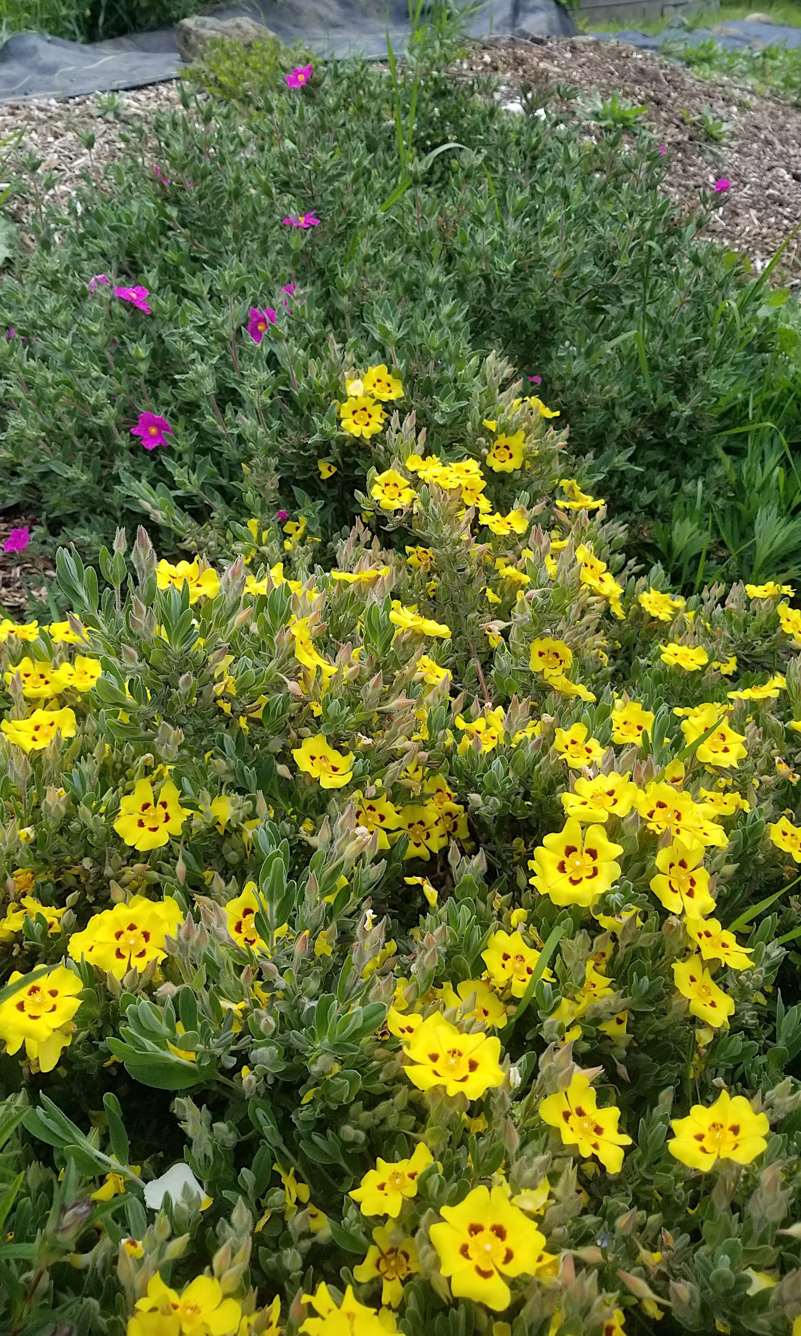 Halimium las. 'Sandling' 2.jpg