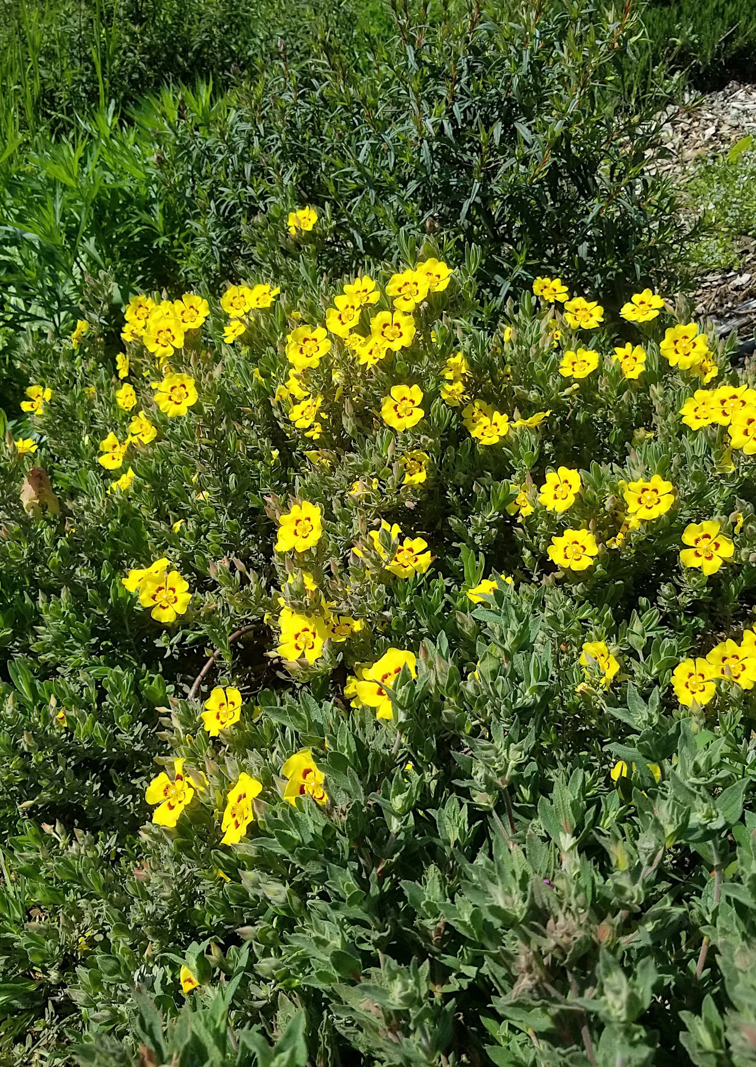 Halimium las. 'Sandling'.jpg