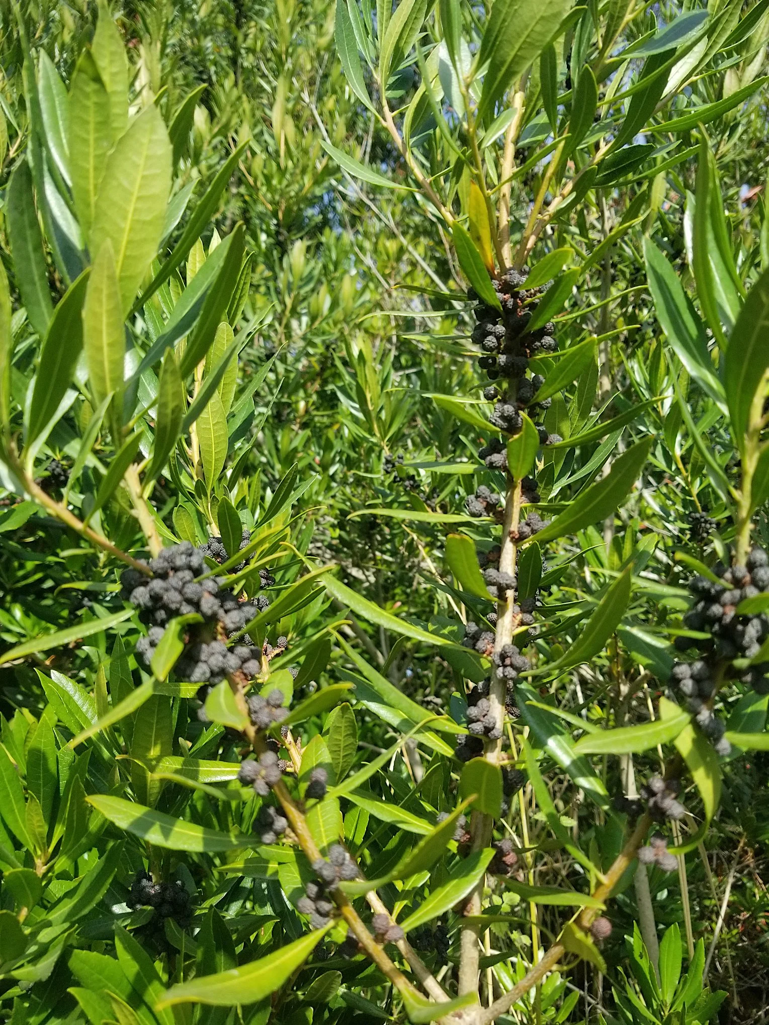 Morella cal.3 - Copy.jpg