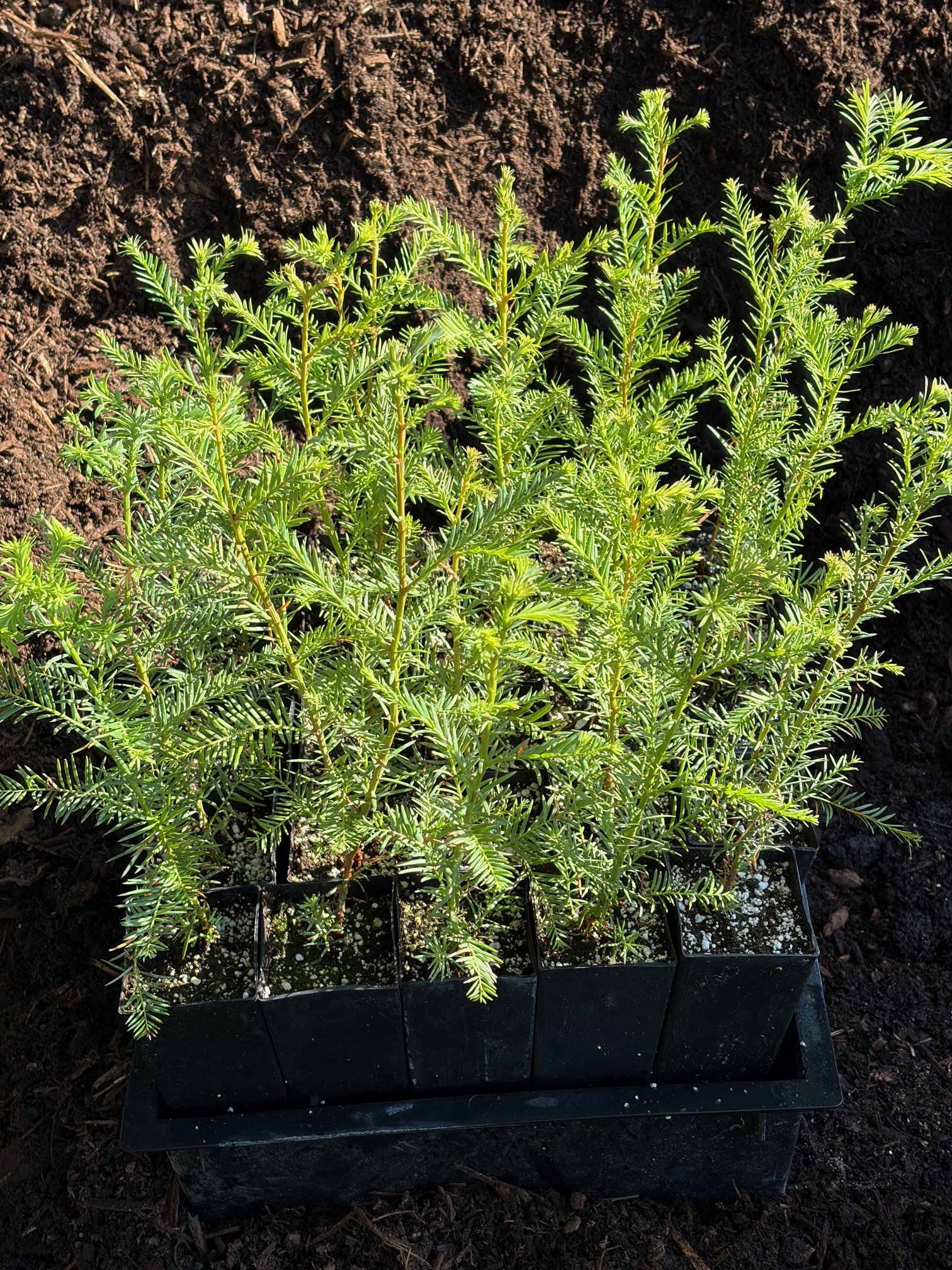 Sequoia sempervirens.jpeg