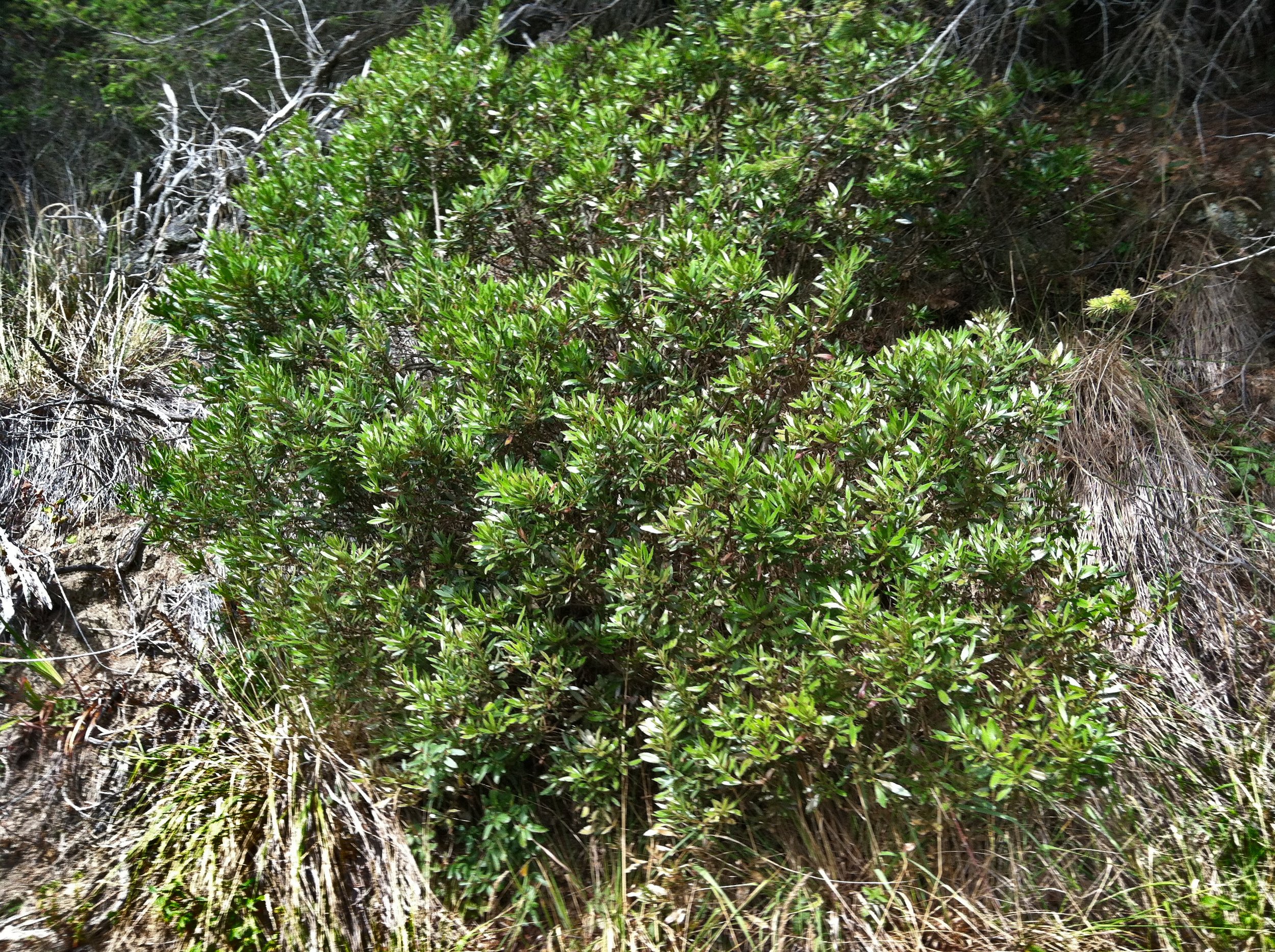 Morella cal.2 - Copy.JPG