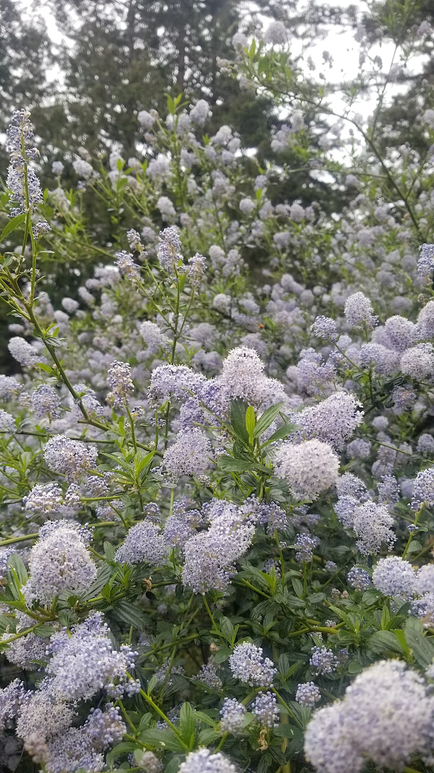 Ceanothus thyrs 2.jpg