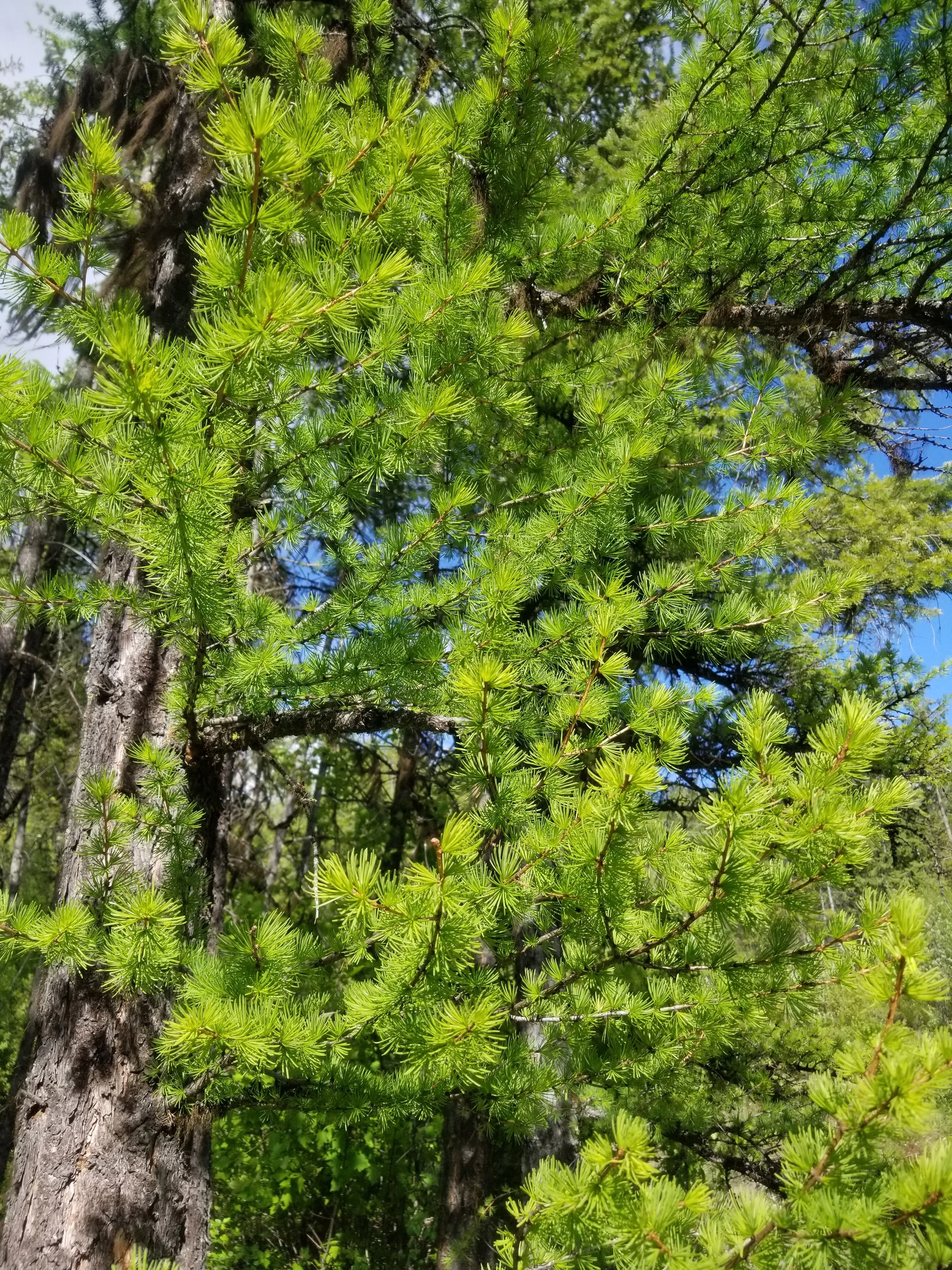 Larix occidentalis.jpg