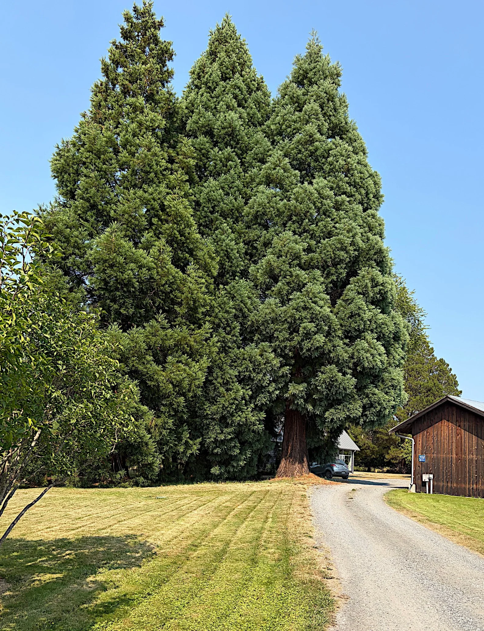 Sequoia.giganteum2.jpeg