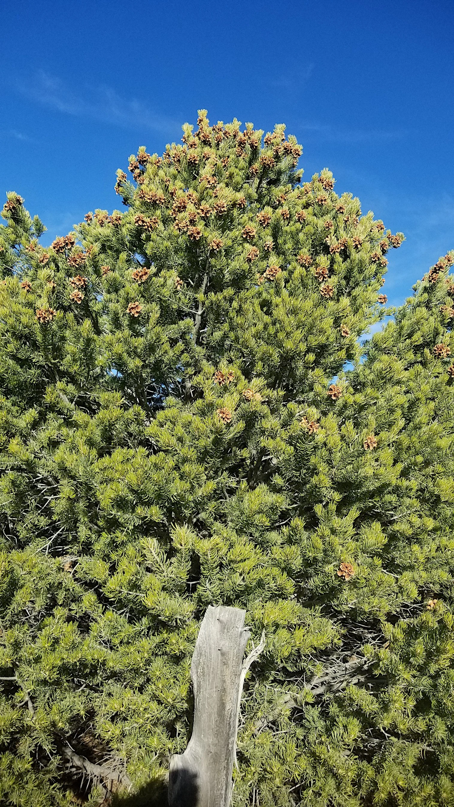 Pinus edulis 2.jpg