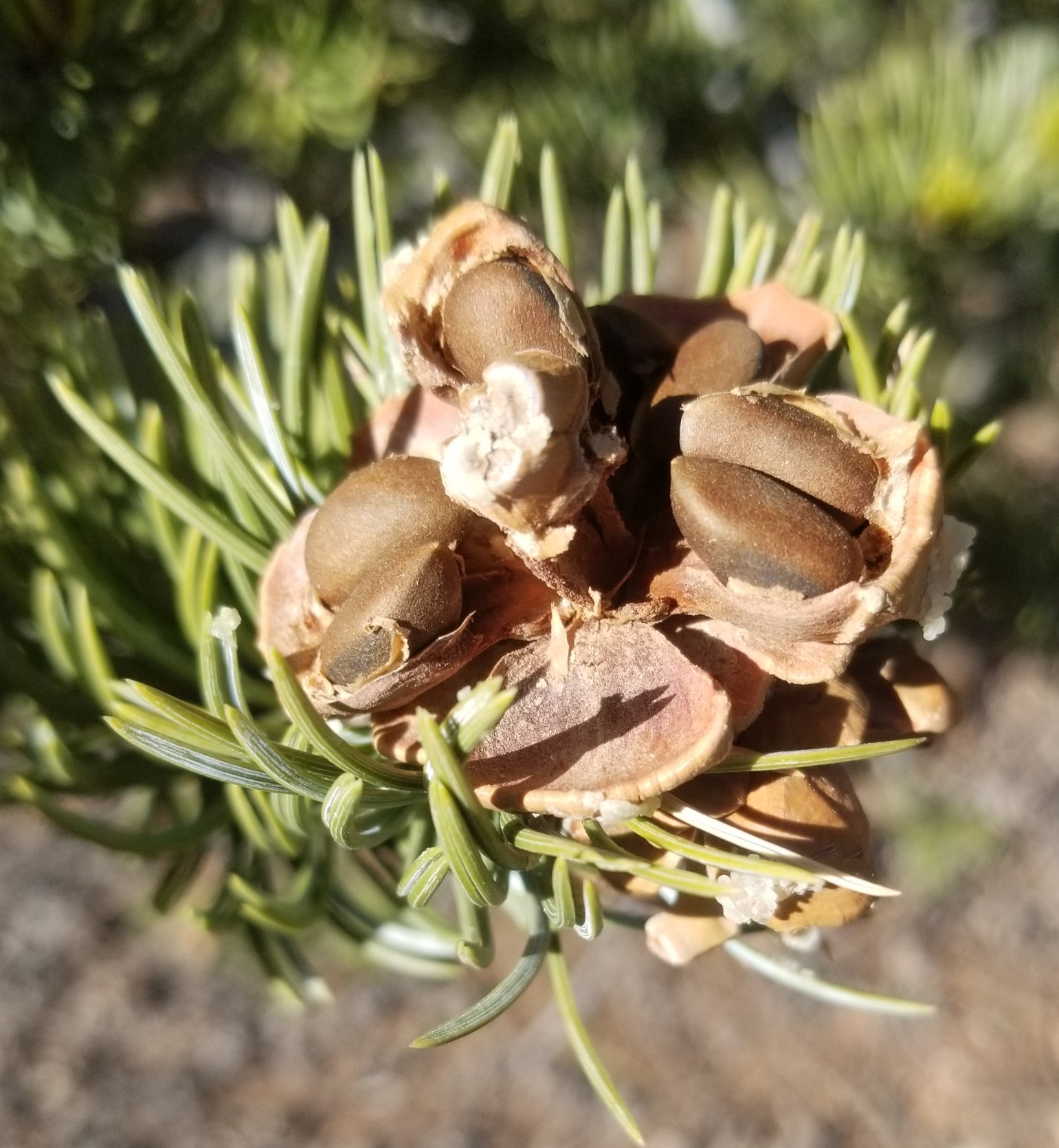 Pinus edulis 3.jpg