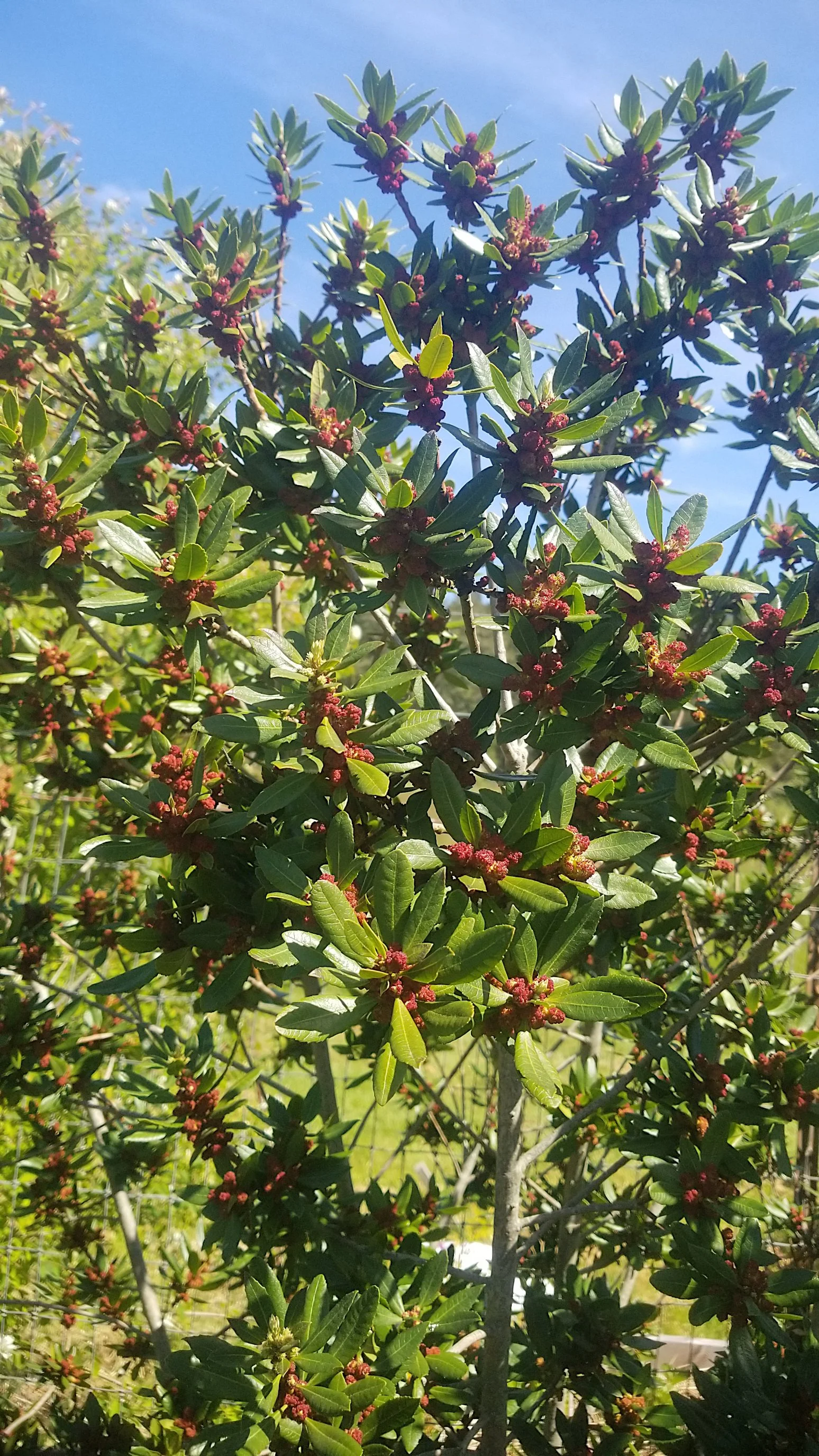 Morella cal.4 - Copy.jpg