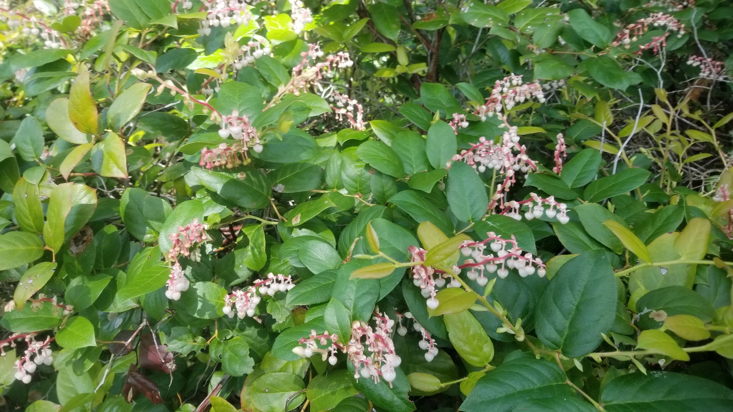 Salal.jpg