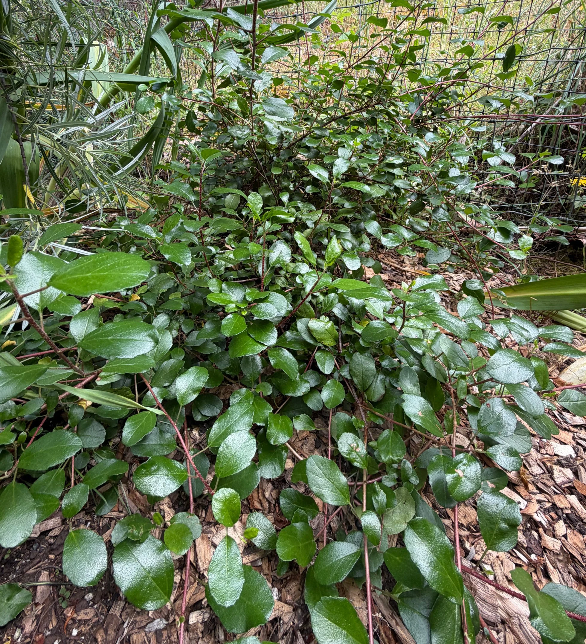 Ribes viburnifolium.jpeg