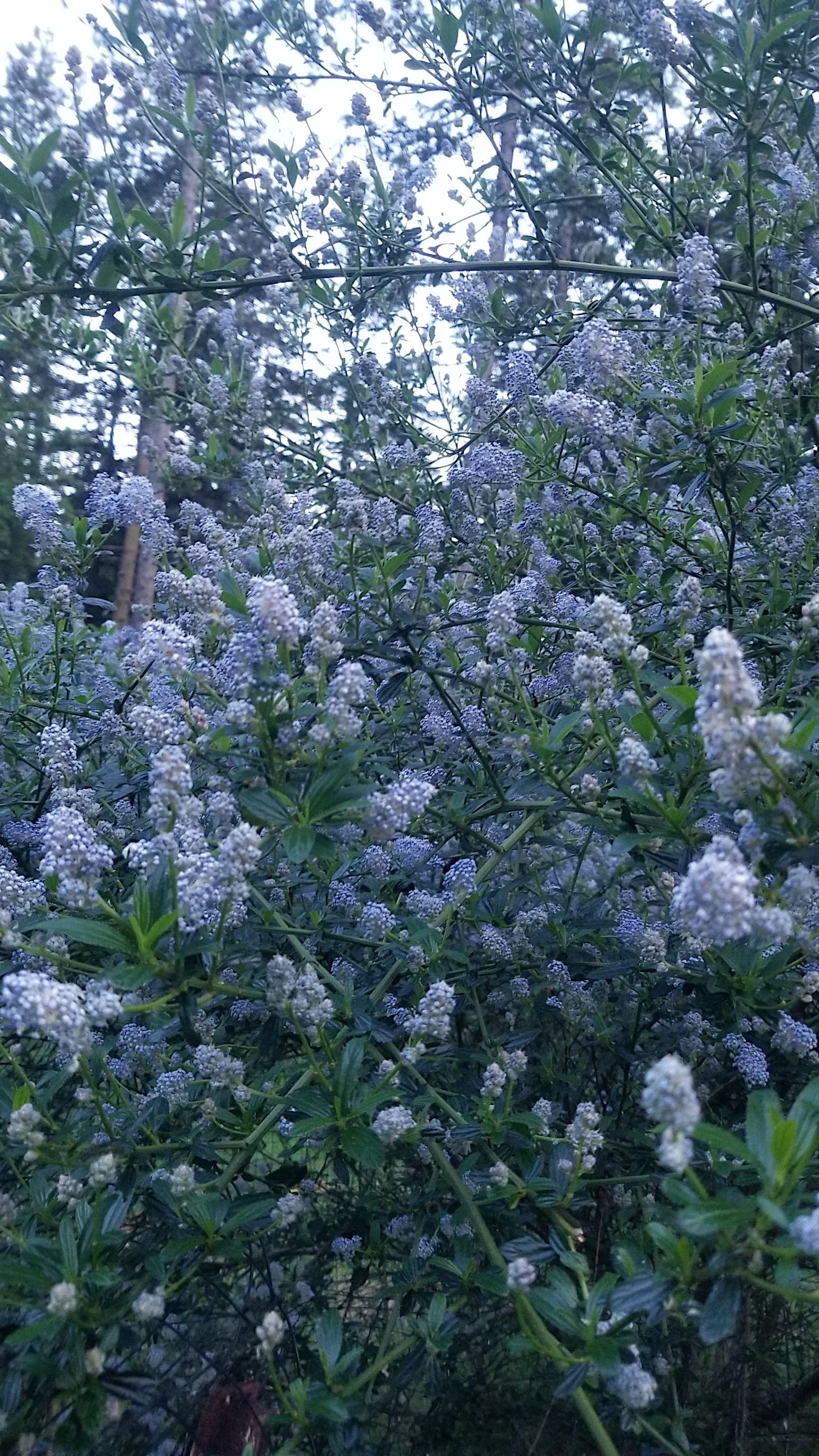 Ceanothus thyrs.jpg