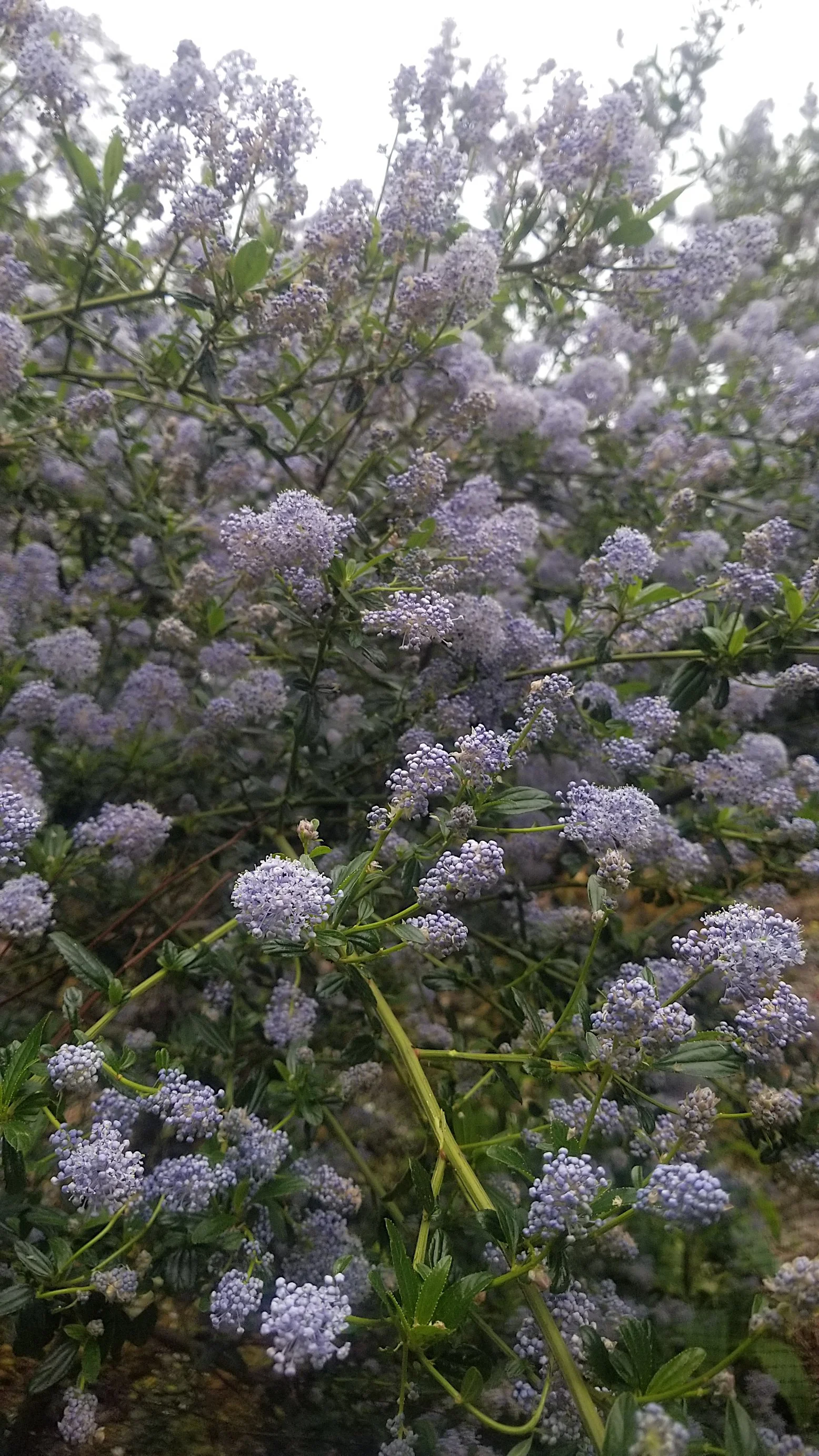 Ceanothus thyrs 3.jpg