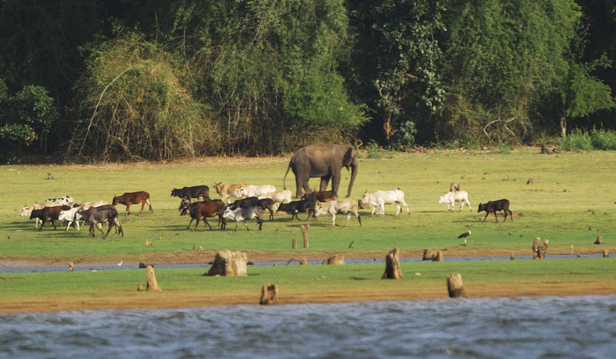 travelmg_Enjoy a unique combination of wildlife and culture in Coorg and Kabini.jpg