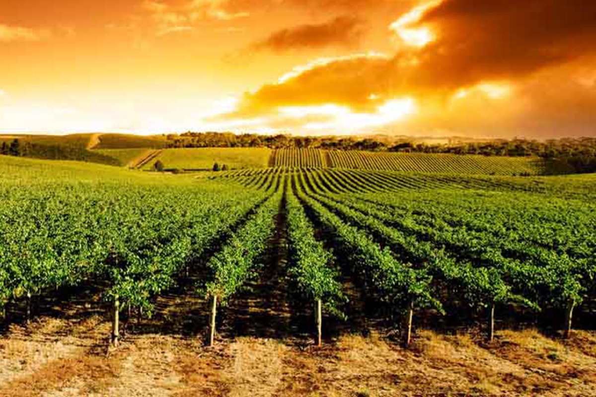 travelmg_nashik_wineyard.jpg